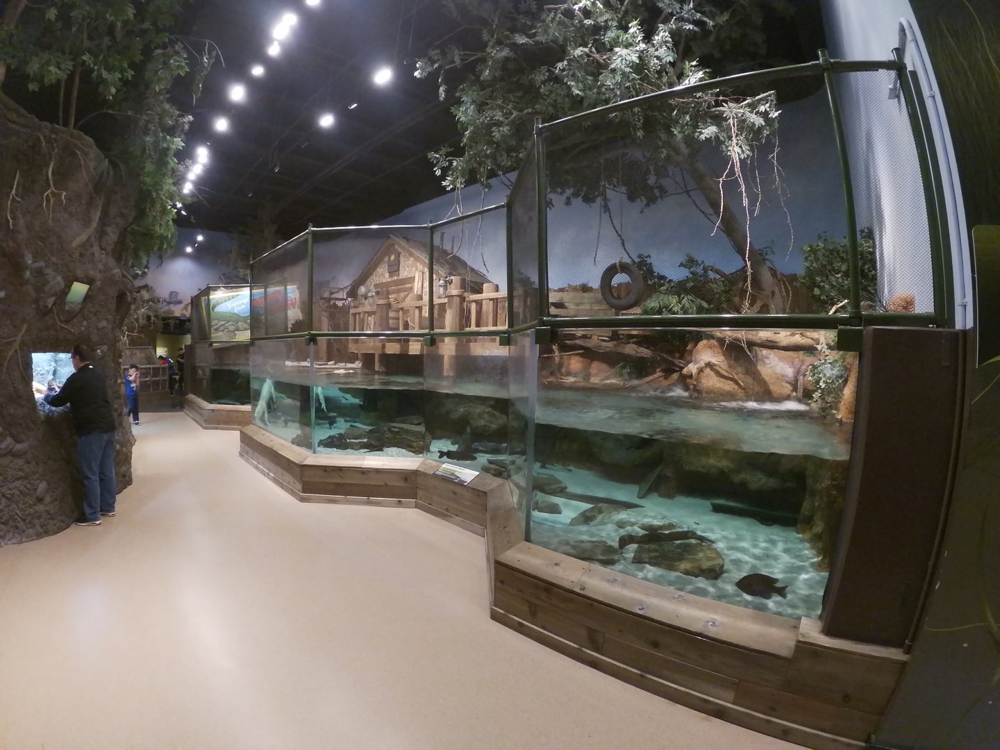 Jan. 2019 - Gator Alley - White Alligator Exhibit (Former Home of Mighty Mike)