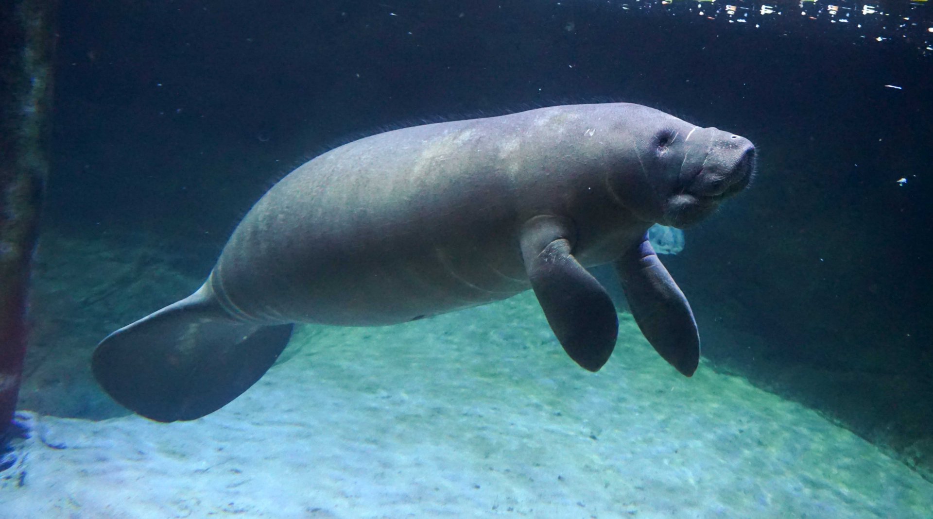 Jan. 2019 - Manatee Coast - Florida Manatee
