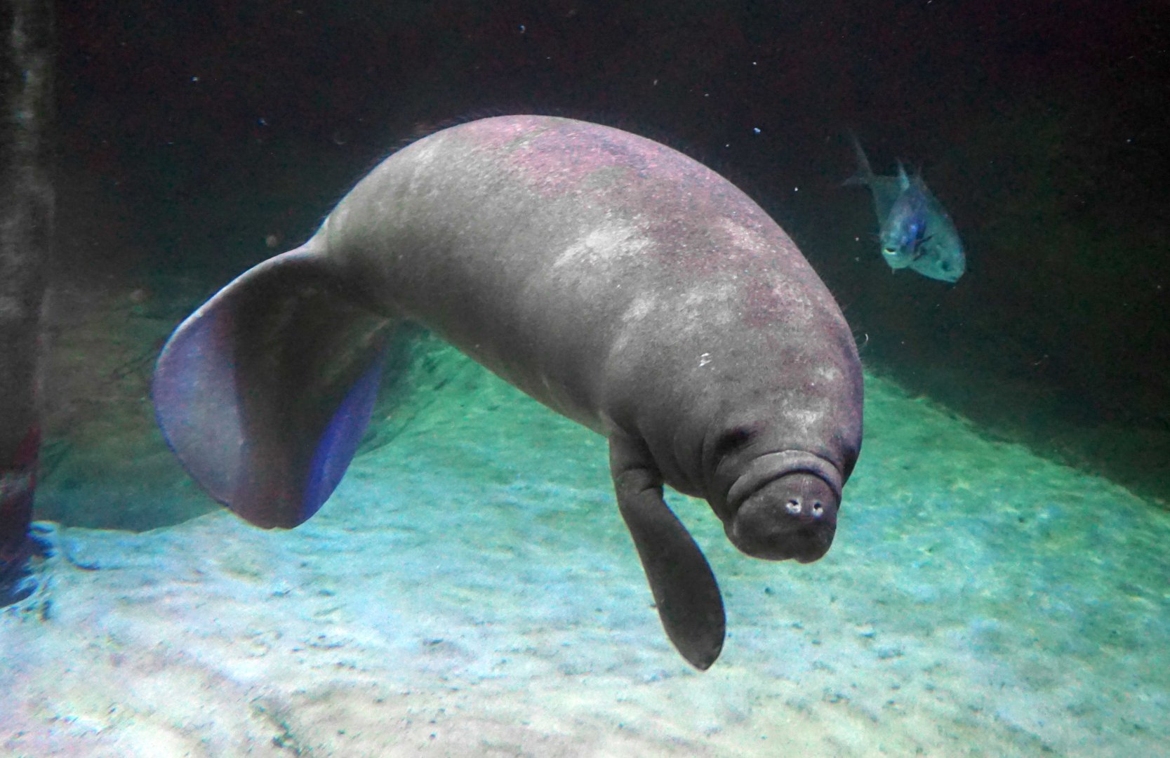 Jan. 2019 - Manatee Coast - Florida Manatee