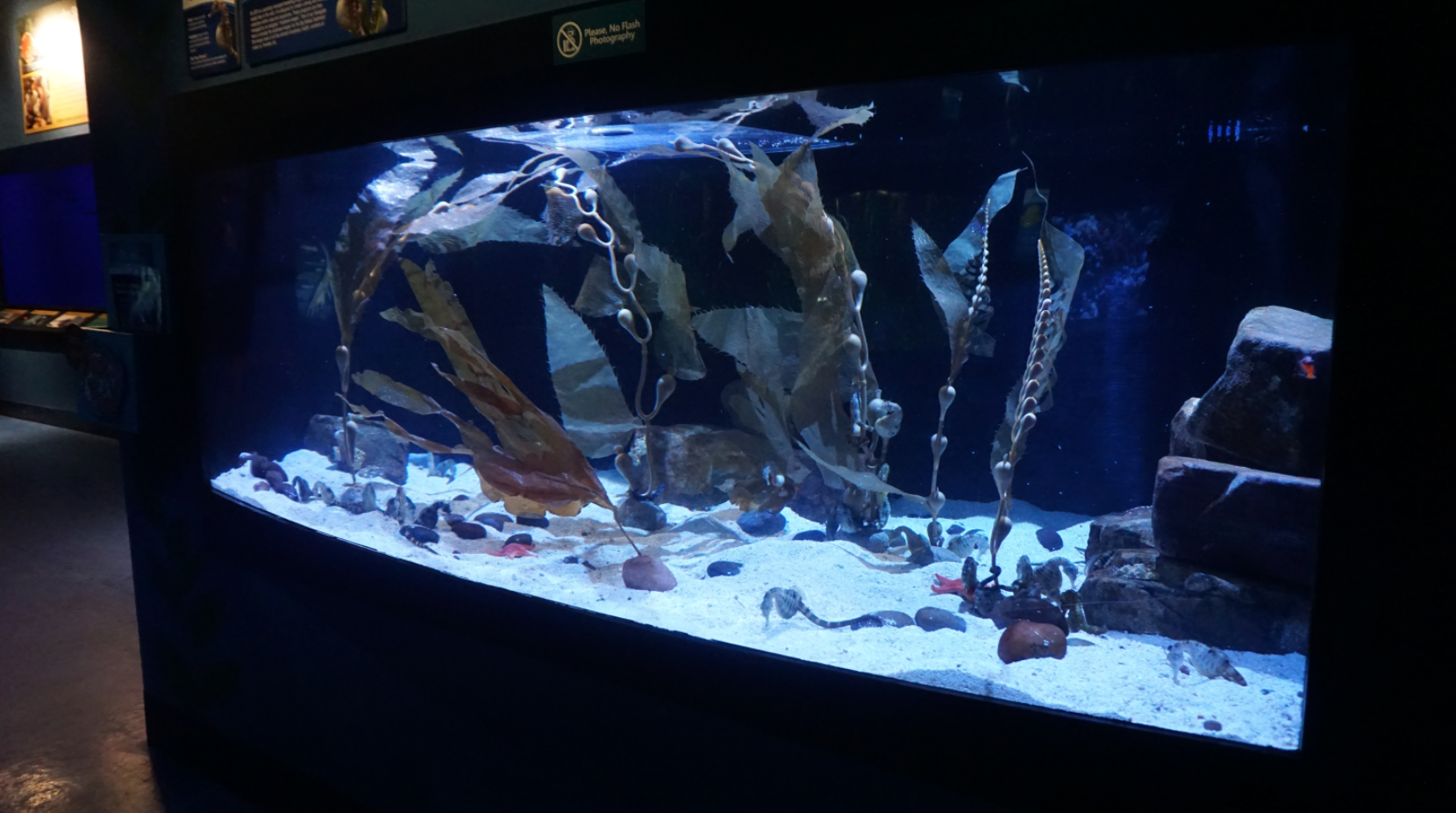 Jan. 2019 - New 2016 Seahorses: Unbridled Fun - Pot-bellied Seahorse Exhibit