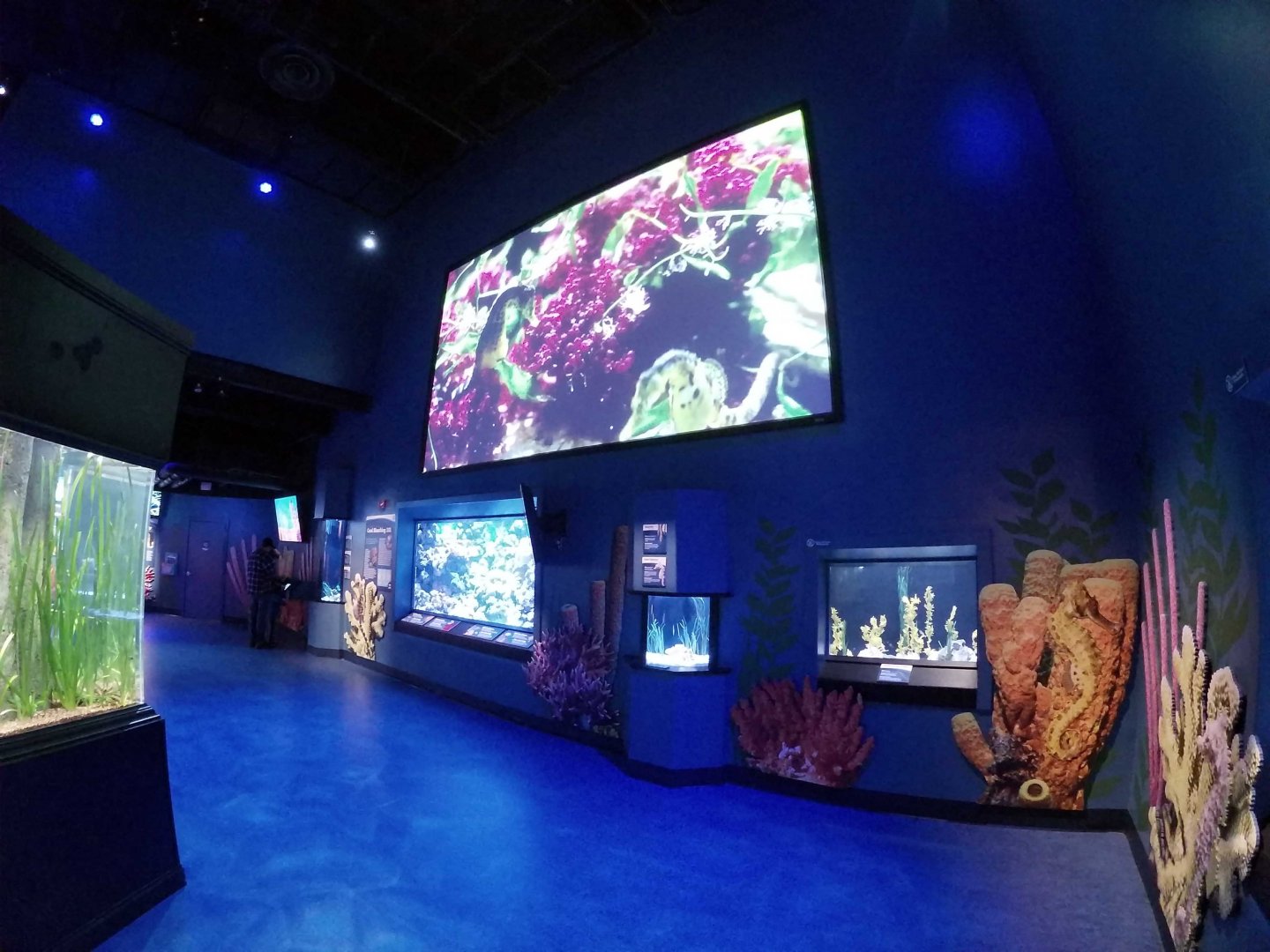 Jan. 2019. New 2016 Seahorses: Unbridled Fun