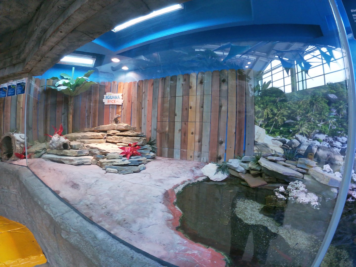 Jan. 2019 - New 2017 Stingray Hideaway - Iguana Rock (3 Species)