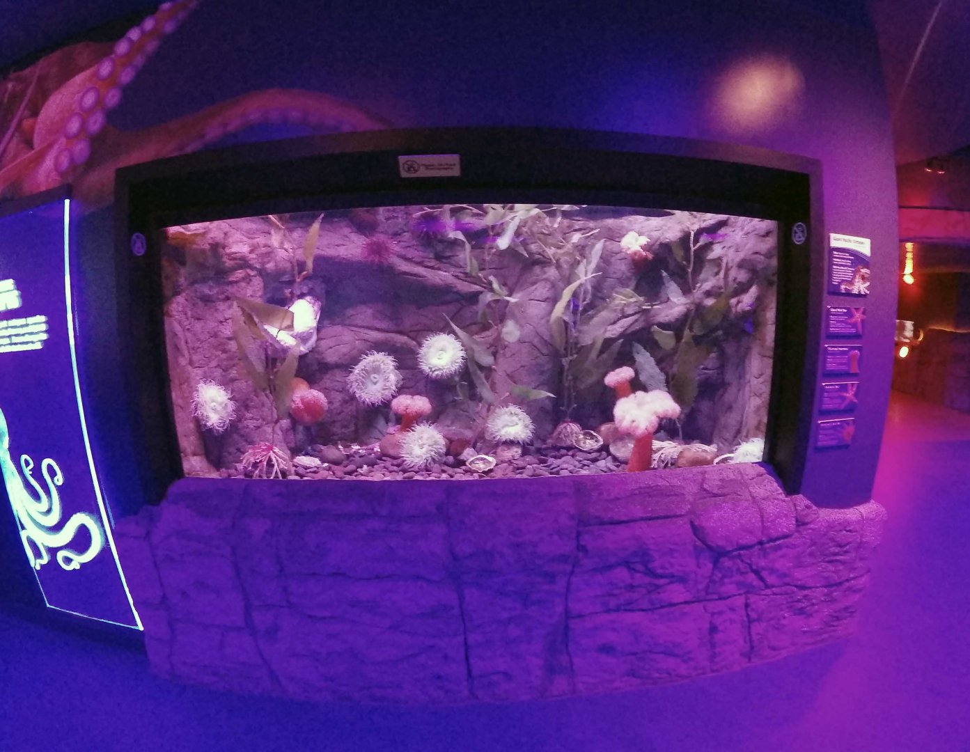 Jan. 2019 - New 2018! The Ring of Fire - Giant Pacific Octopus Tank