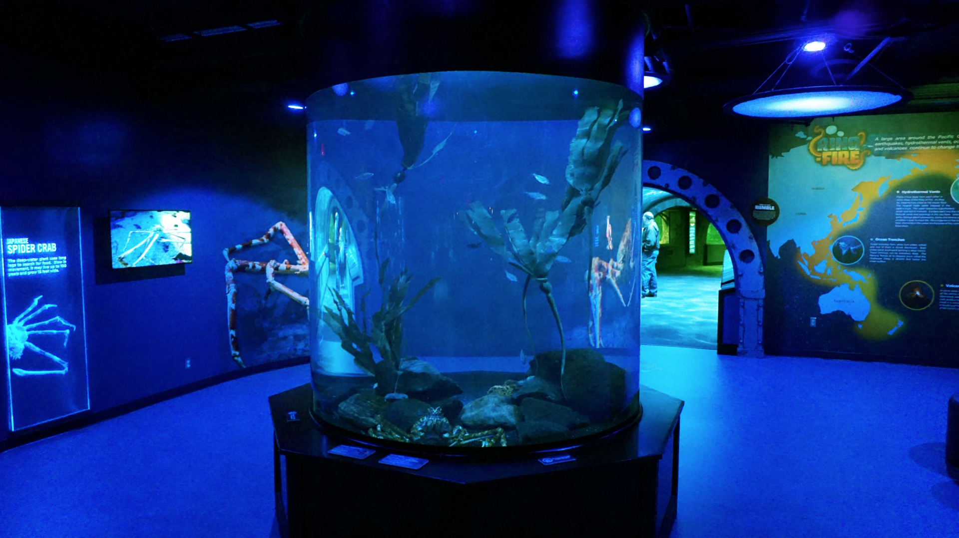 Jan. 2019 - New 2018! The Ring of Fire - Japanese Spider Crab Exhibit