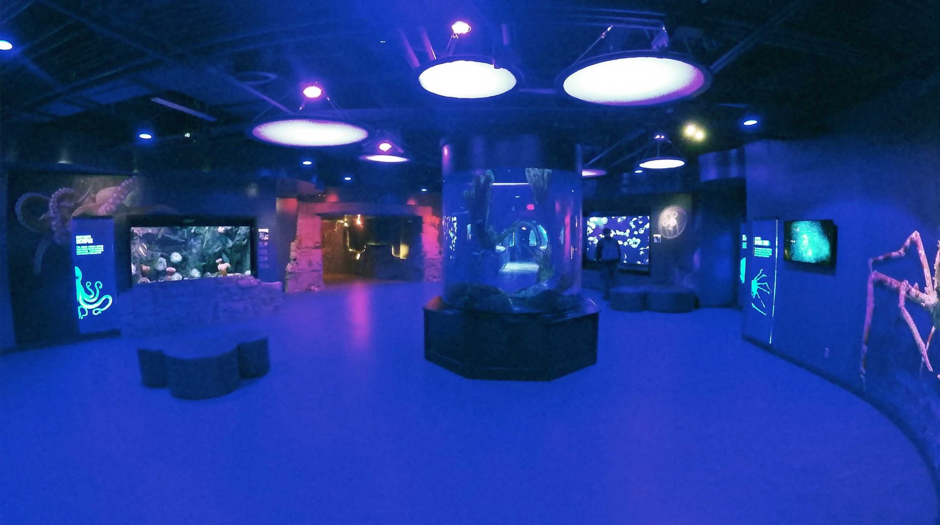 Jan. 2019 - New 2018! The Ring of Fire: World of the Octopus