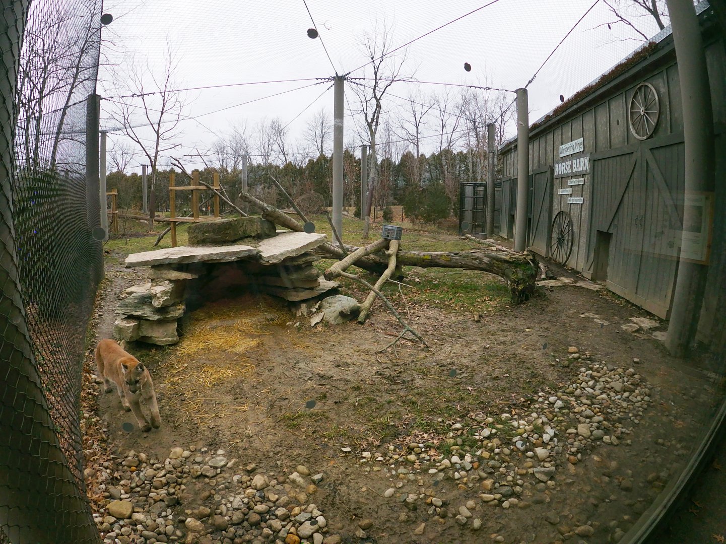 Jan. 2019 - North America - Cougar Exhibit Right Viewing