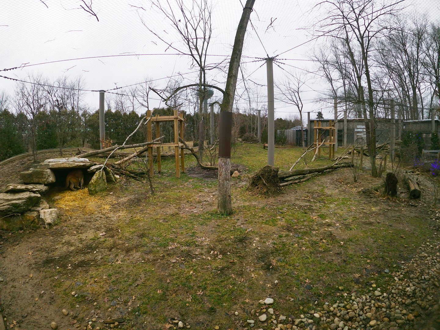 Jan. 2019 - North America - Cougar Exhibit