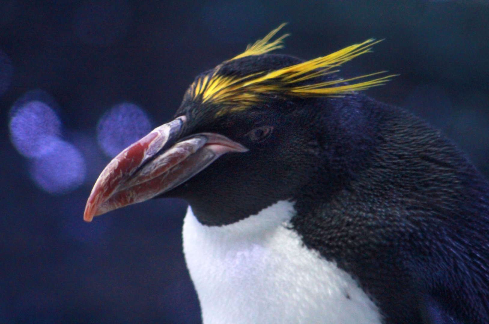 Jan. 2019 - Penguin Conservation Center - Macaroni Penguin