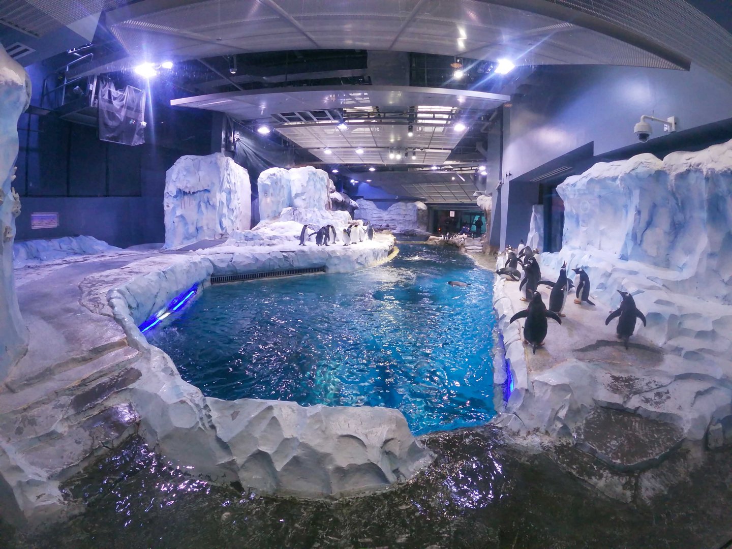 Jan. 2019 - Penguin Conservation Center - Second Viewing