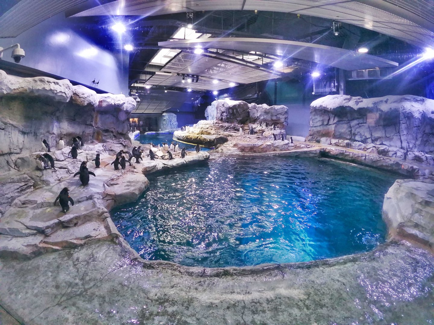 Jan. 2019 - Penguin Conservation Center