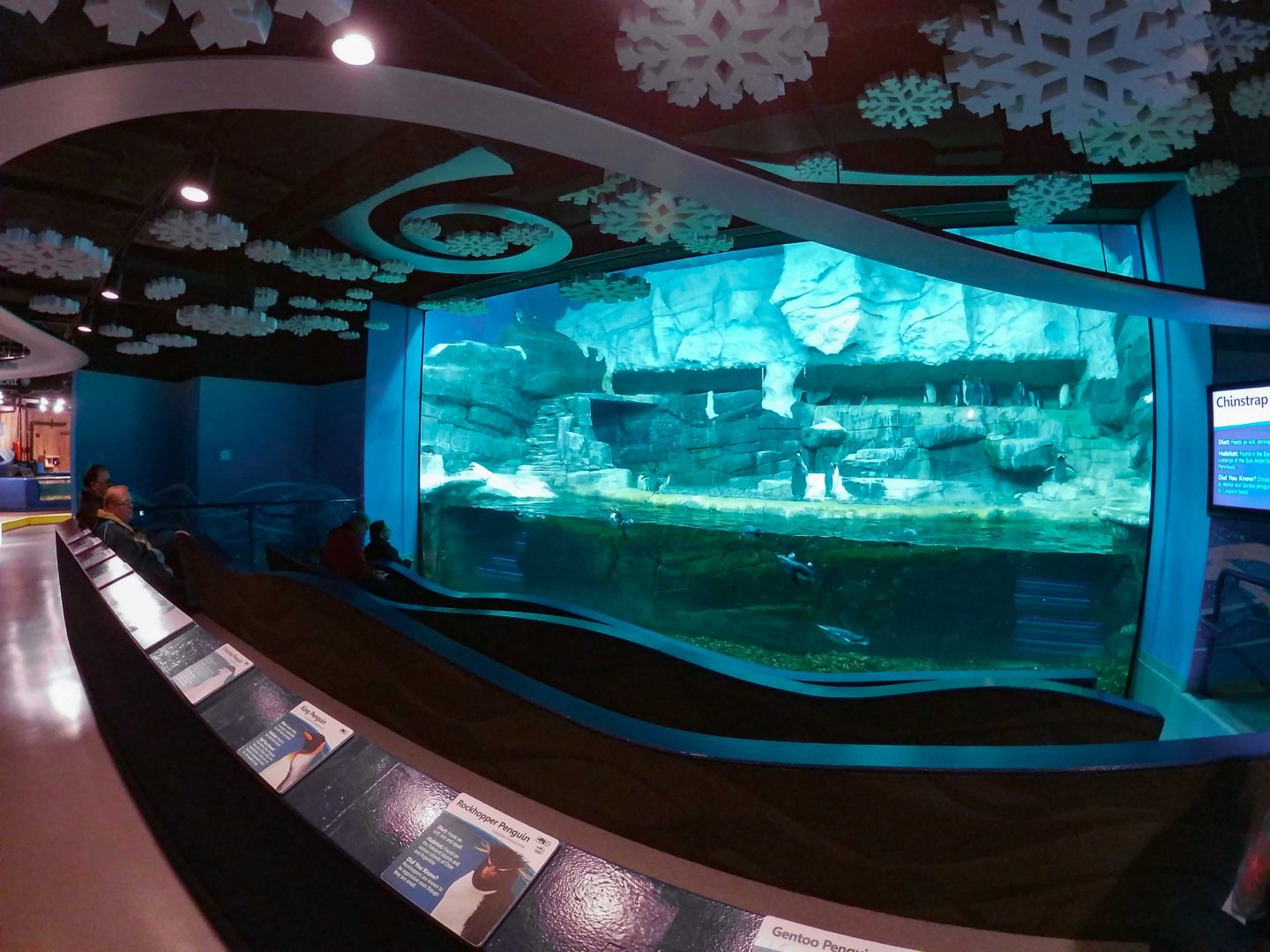 Jan. 2019 - Penguin Palooza (5 Species)