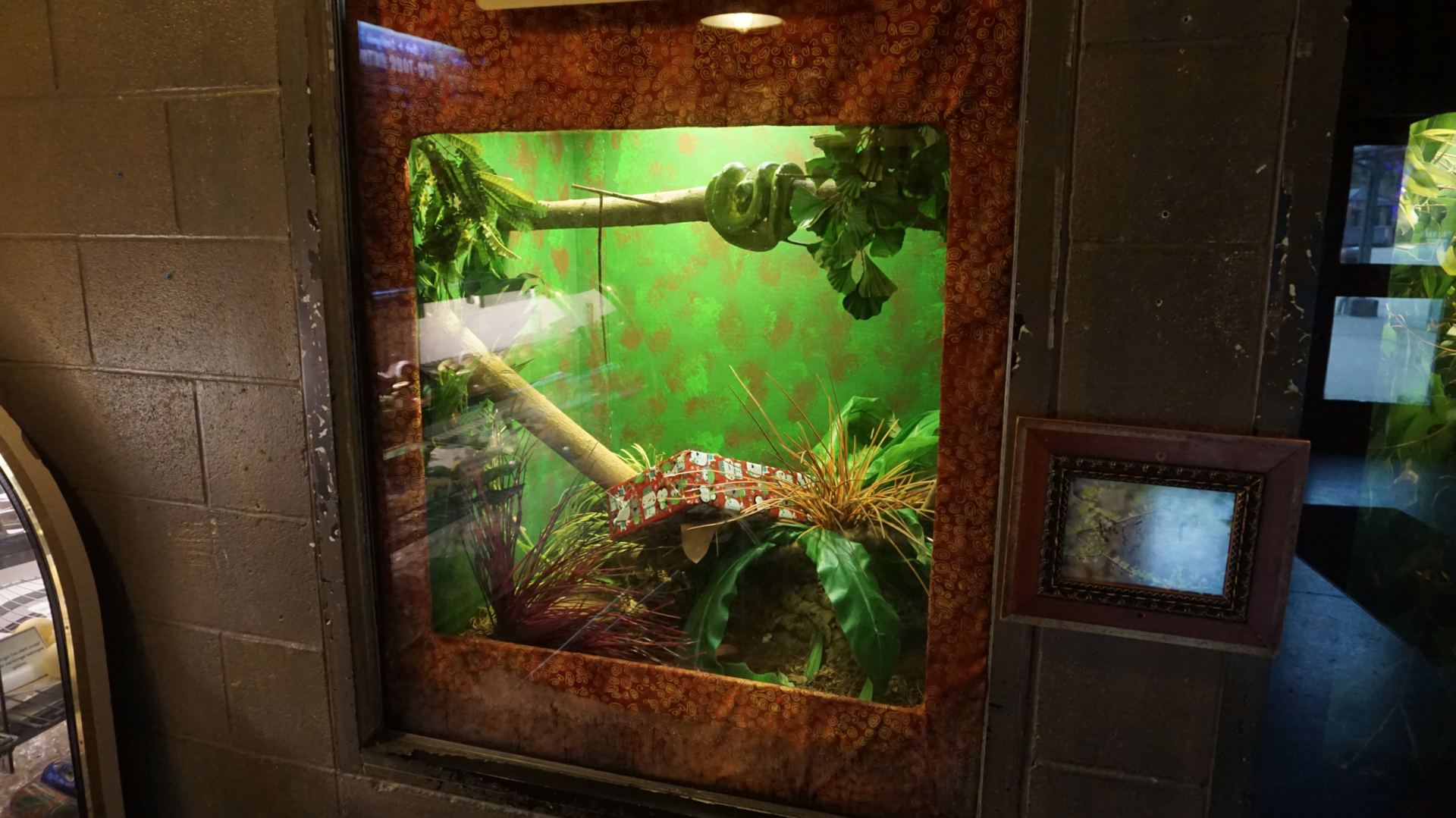 Jan. 2019 - Roadhouse - Green Tree Python Exhibit