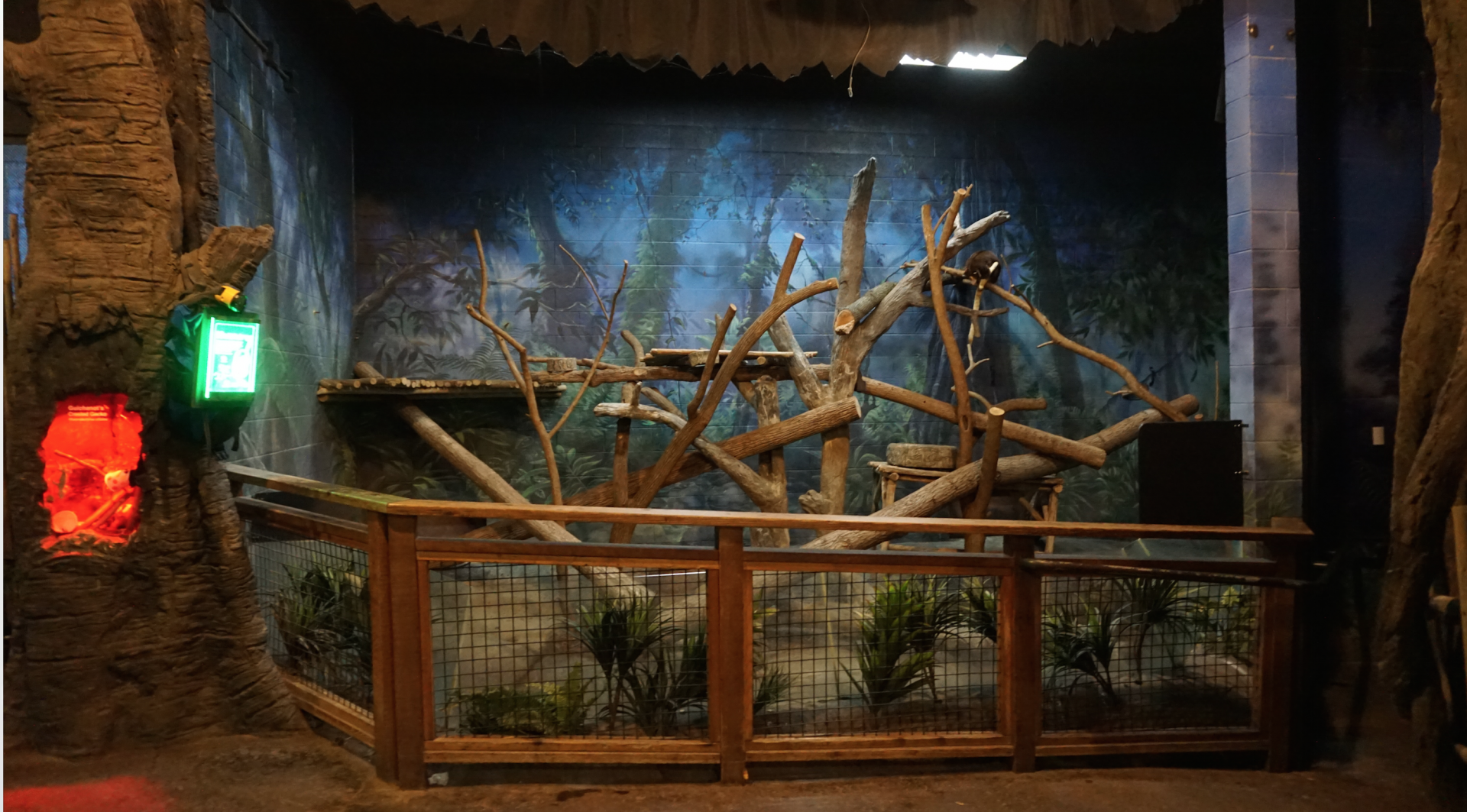 Jan. 2019 - Roadhouse - Matschie's Tree Kangaroo Exhibit