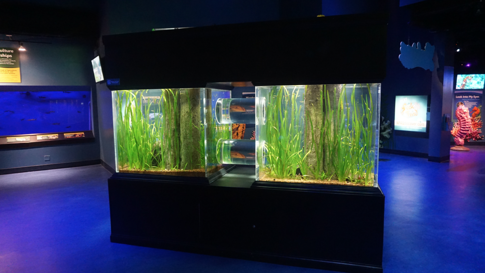 Jan. 2019 - Seahorses: Unbridled Fun - Former Octopus Tank