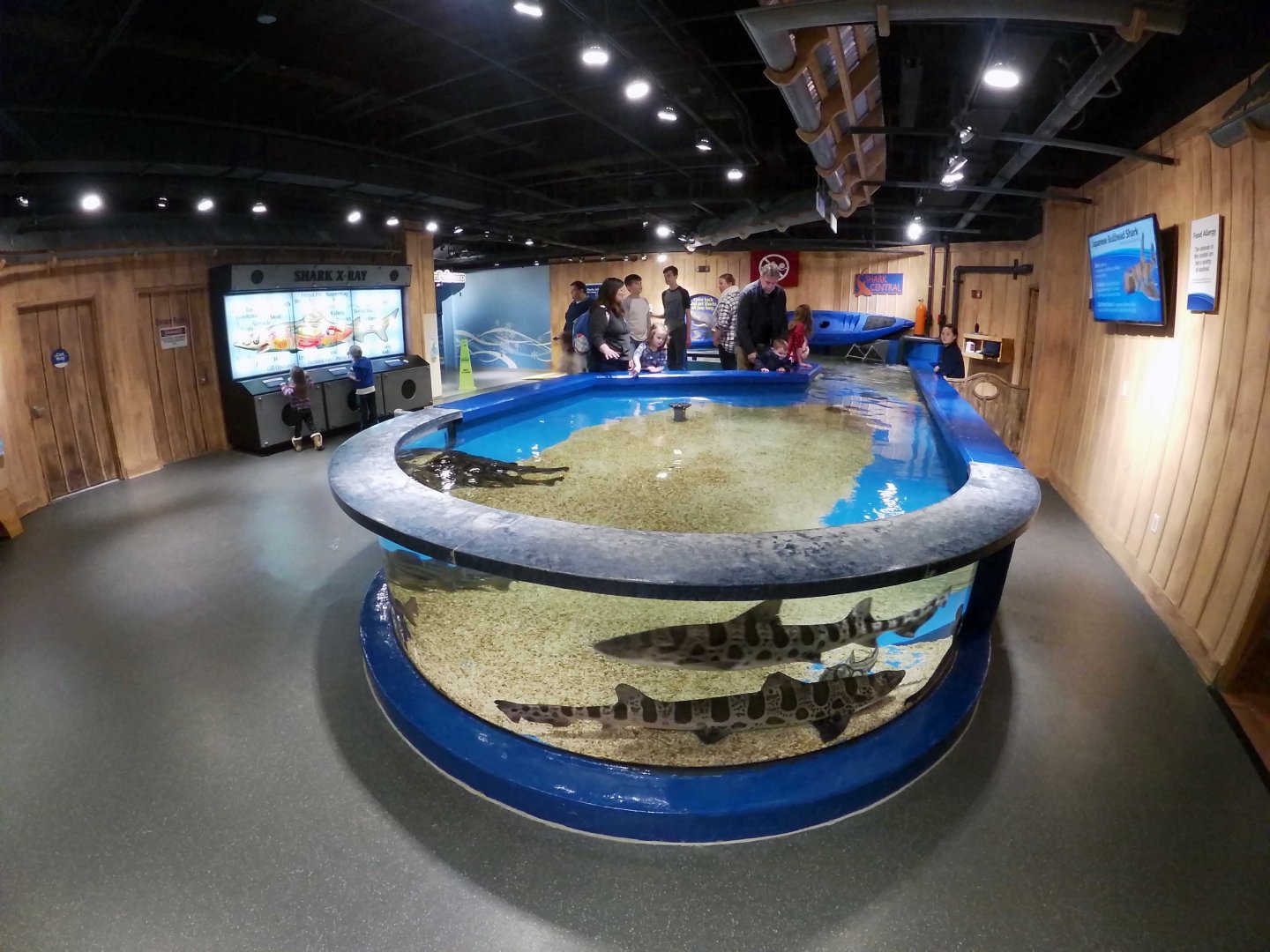 Jan. 2019 - Shark Central