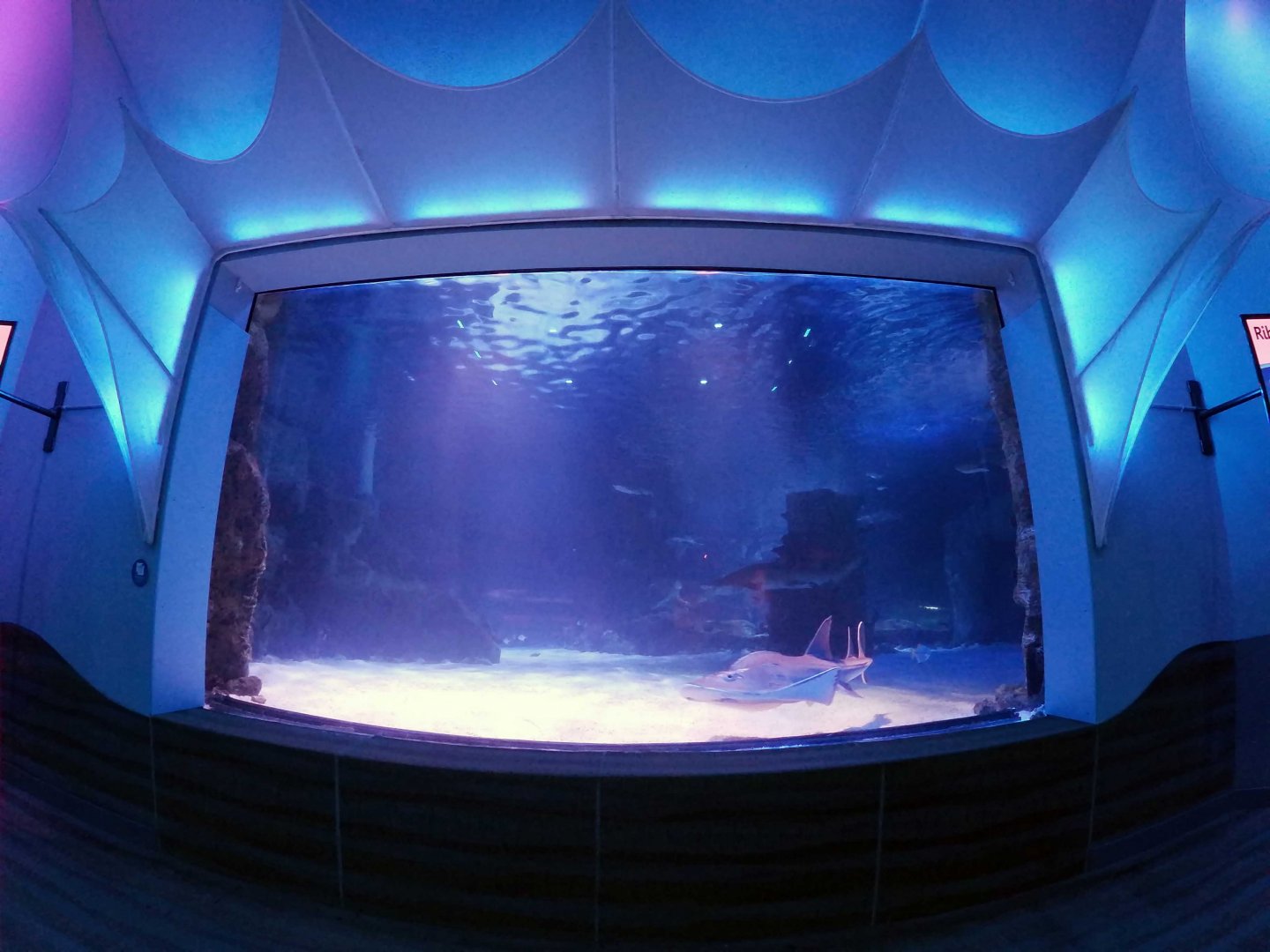 Jan. 2019 - Shark Ray Bay Theater