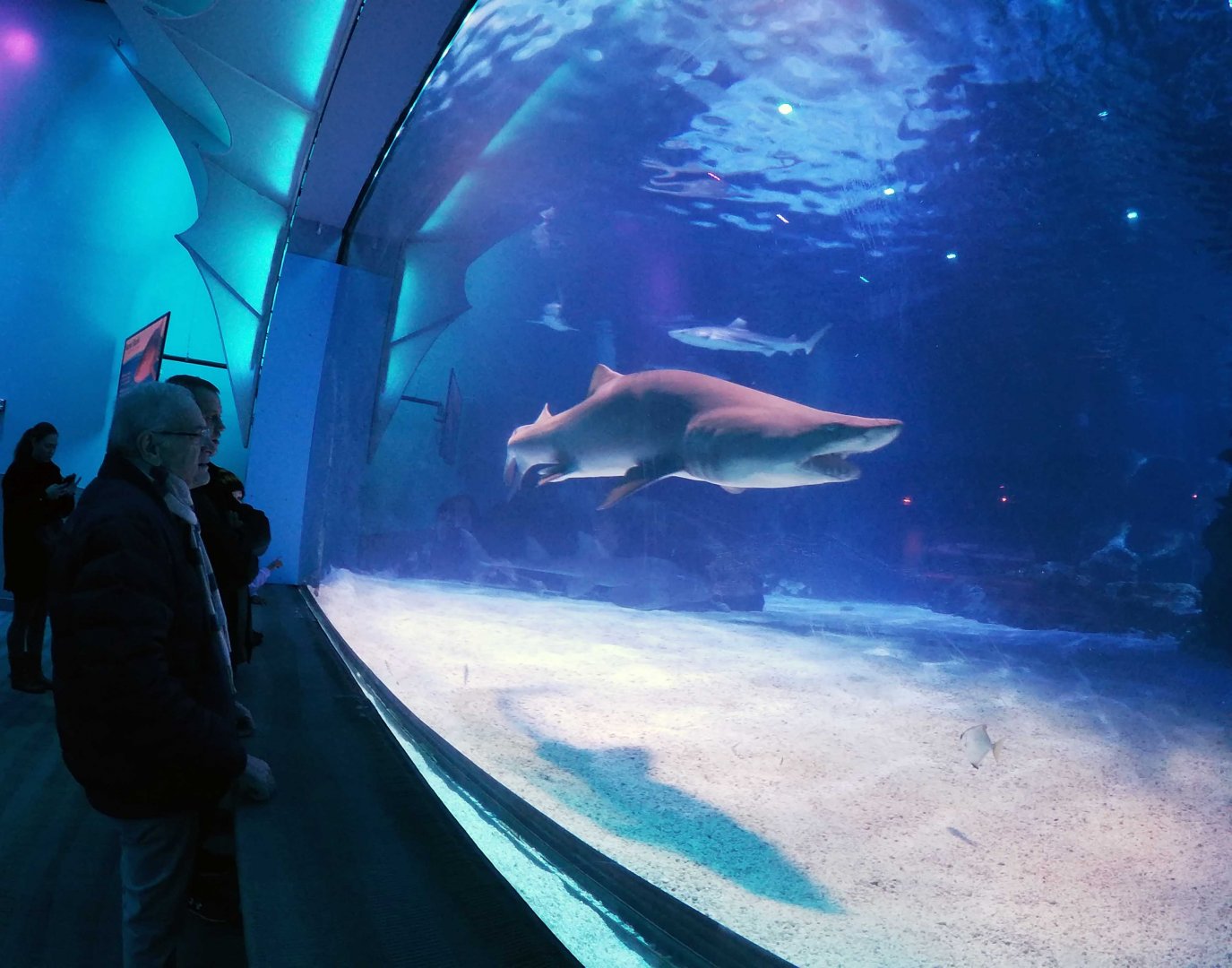 Jan. 2019 - Shark Ray Bay Theater