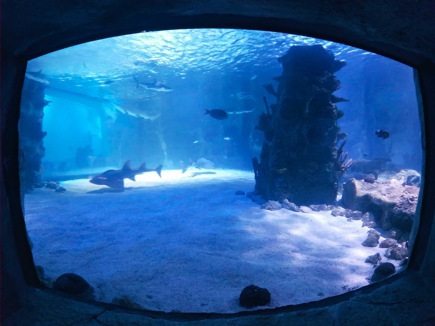 Jan. 2019 - Surrounded by Sharks - Middle Viewing