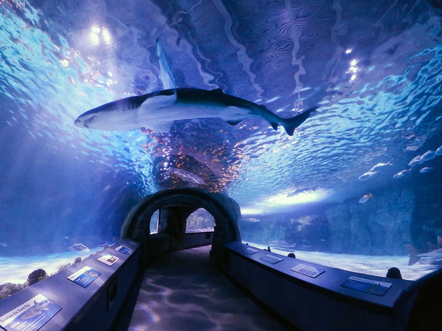 Jan. 2019 - Surrounded by Sharks