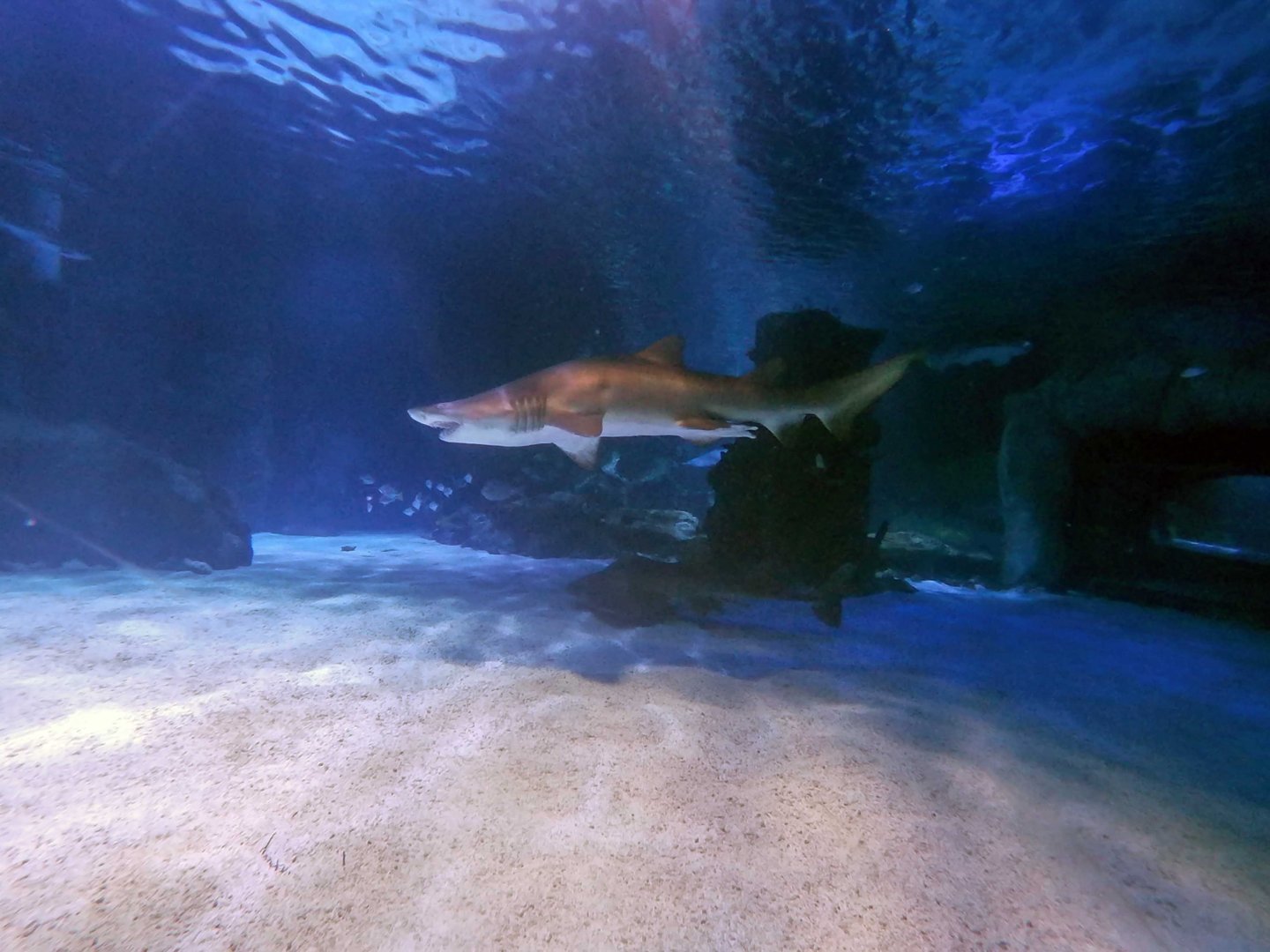 Jan. 2019 - Surrounded by Sharks