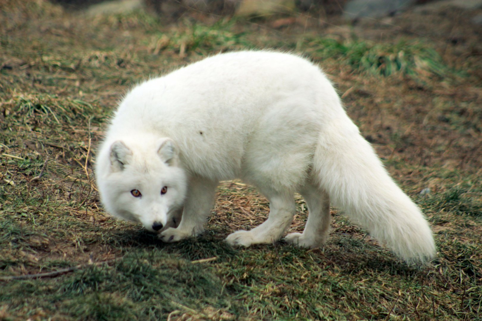 Jan. 2019 - The Arctic Ring of Life - Arctic Fox