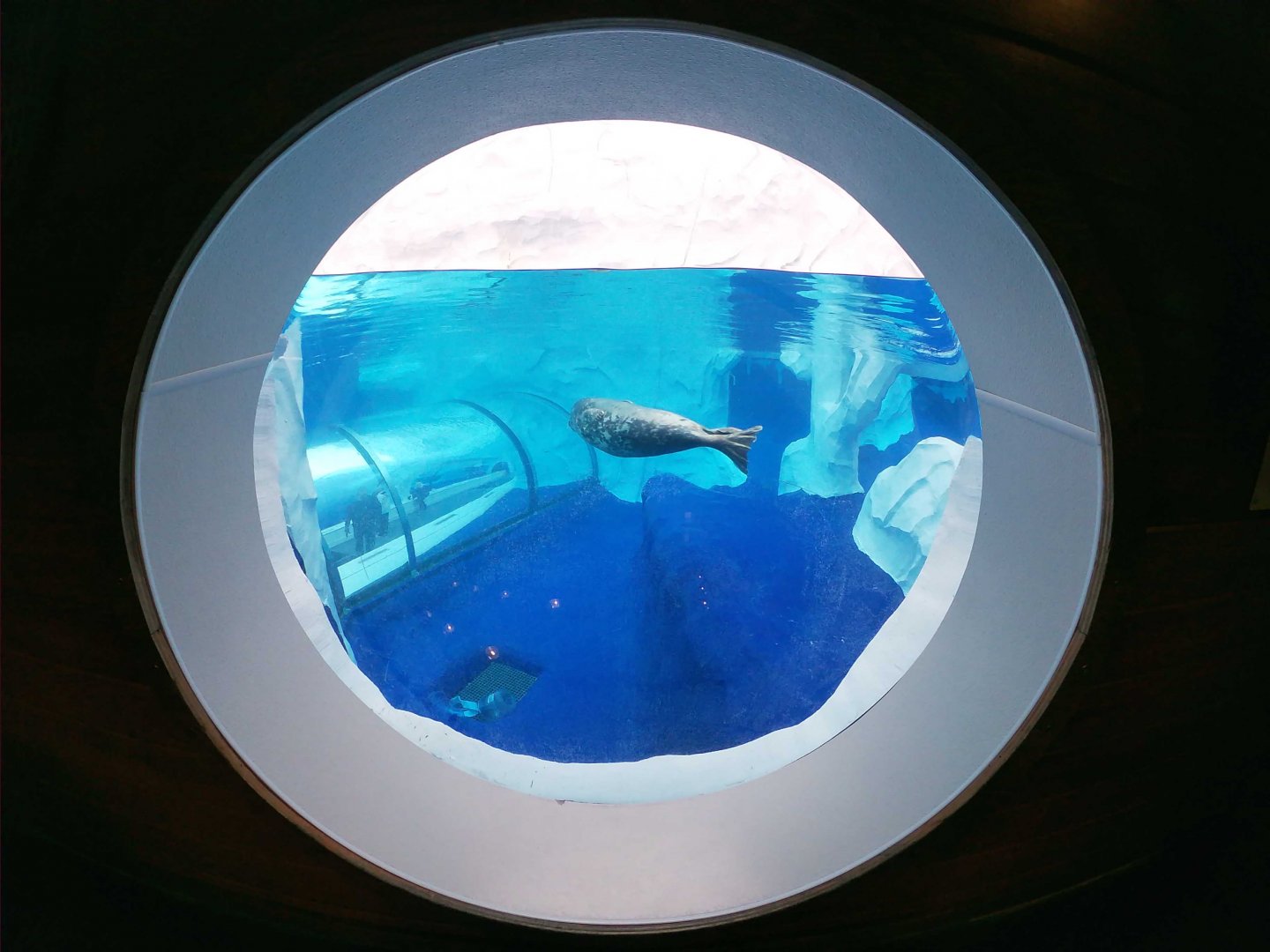 Jan. 2019 - The Arctic Ring of Life - Harbor + Grey Seal Bubble Viewing