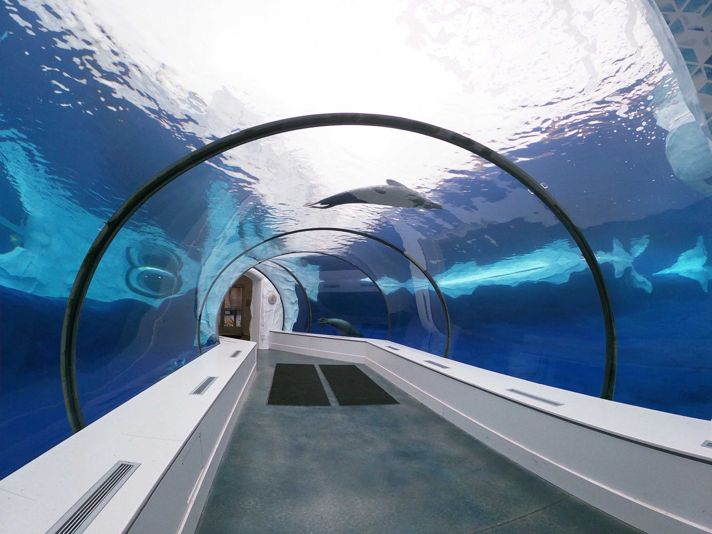 Jan. 2019 - The Arctic Ring of Life - Harbor + Grey Seal Underwater Tunnel