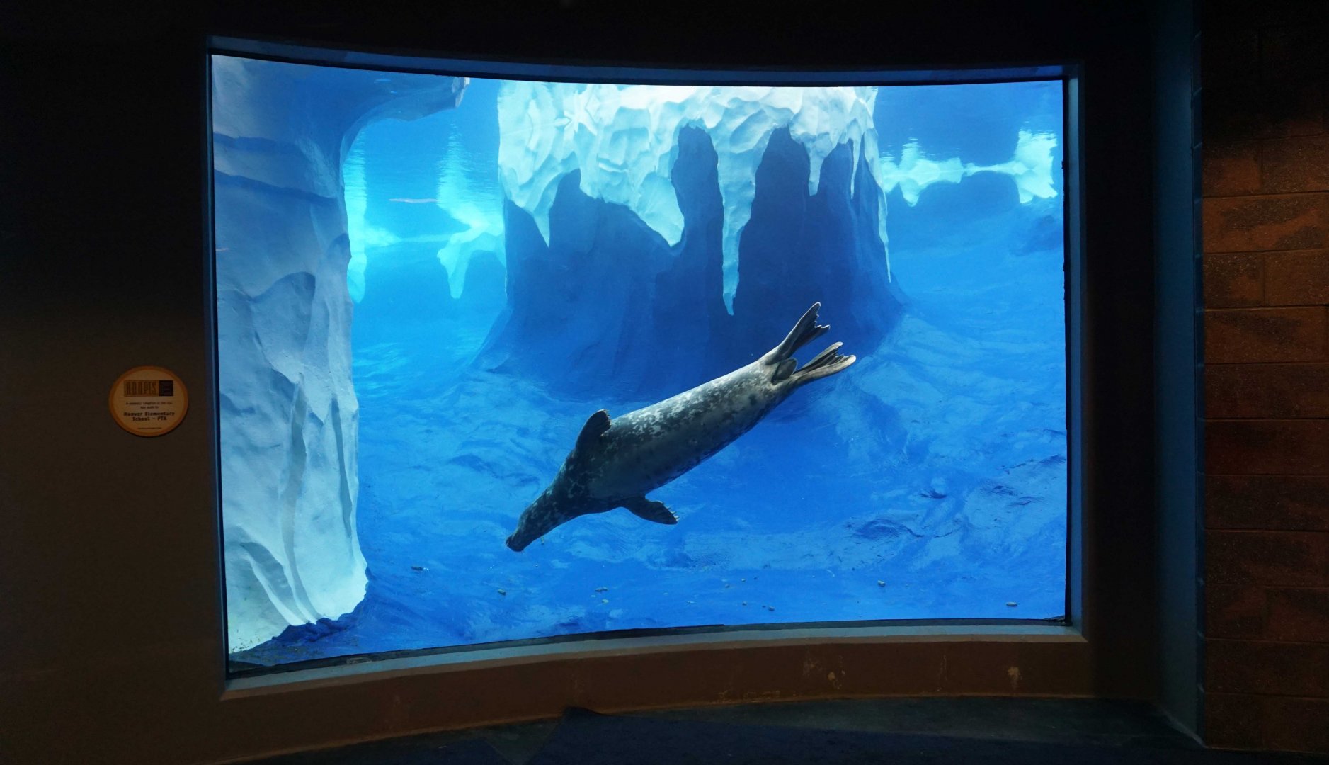 Jan. 2019 - The Arctic Ring of Life - Harbor + Grey Seal Underwater View