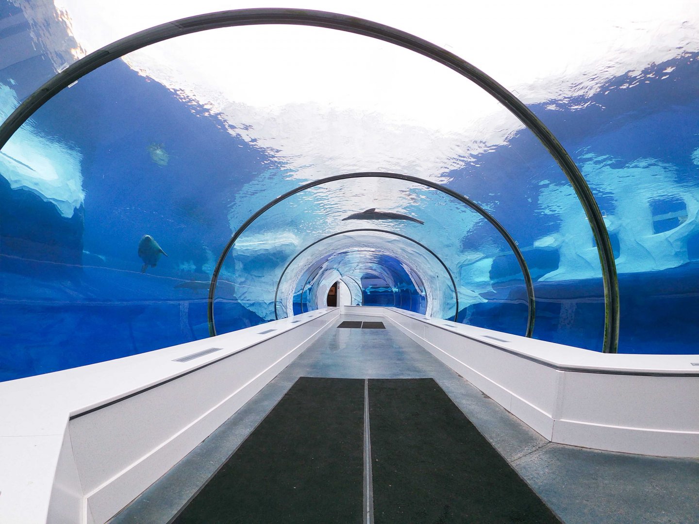 Jan. 2019 - The Arctic Ring of Life - Harbor Seal + Grey Seal + Polar Bear Underwater Tunnel