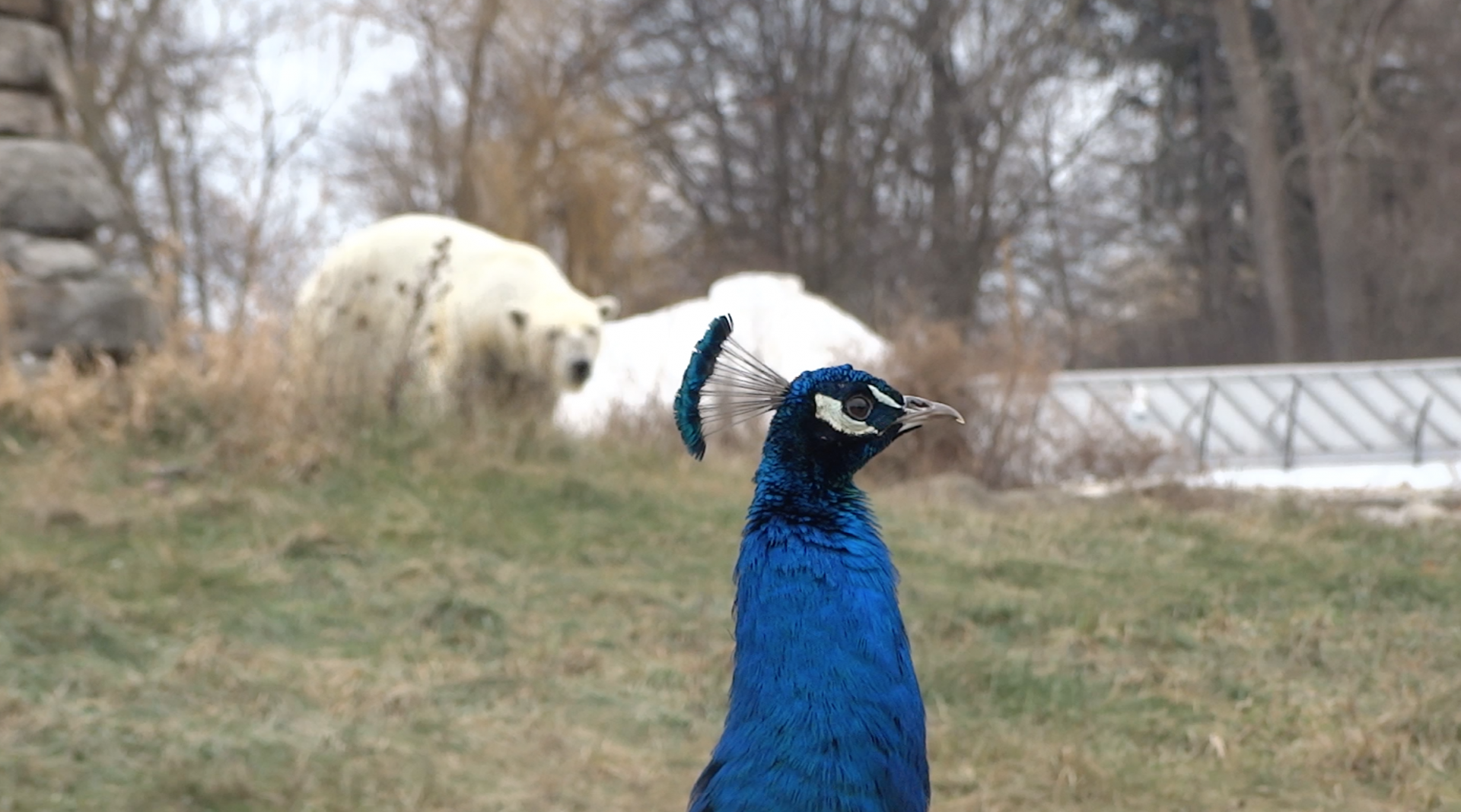 Jan. 2019 - The Arctic Ring of Life - Peafowl + Polar Bear