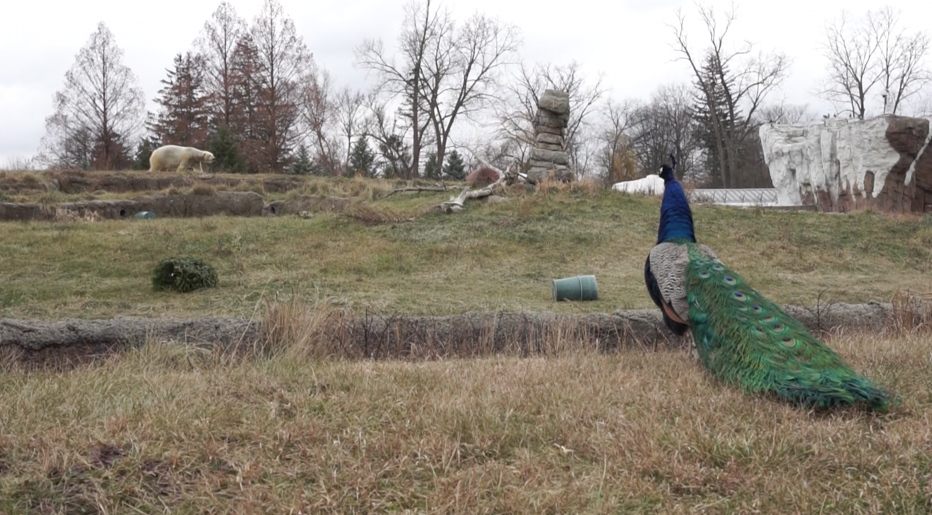 Jan. 2019 - The Arctic Ring of Life - Polar Bear and Their Natural Prey