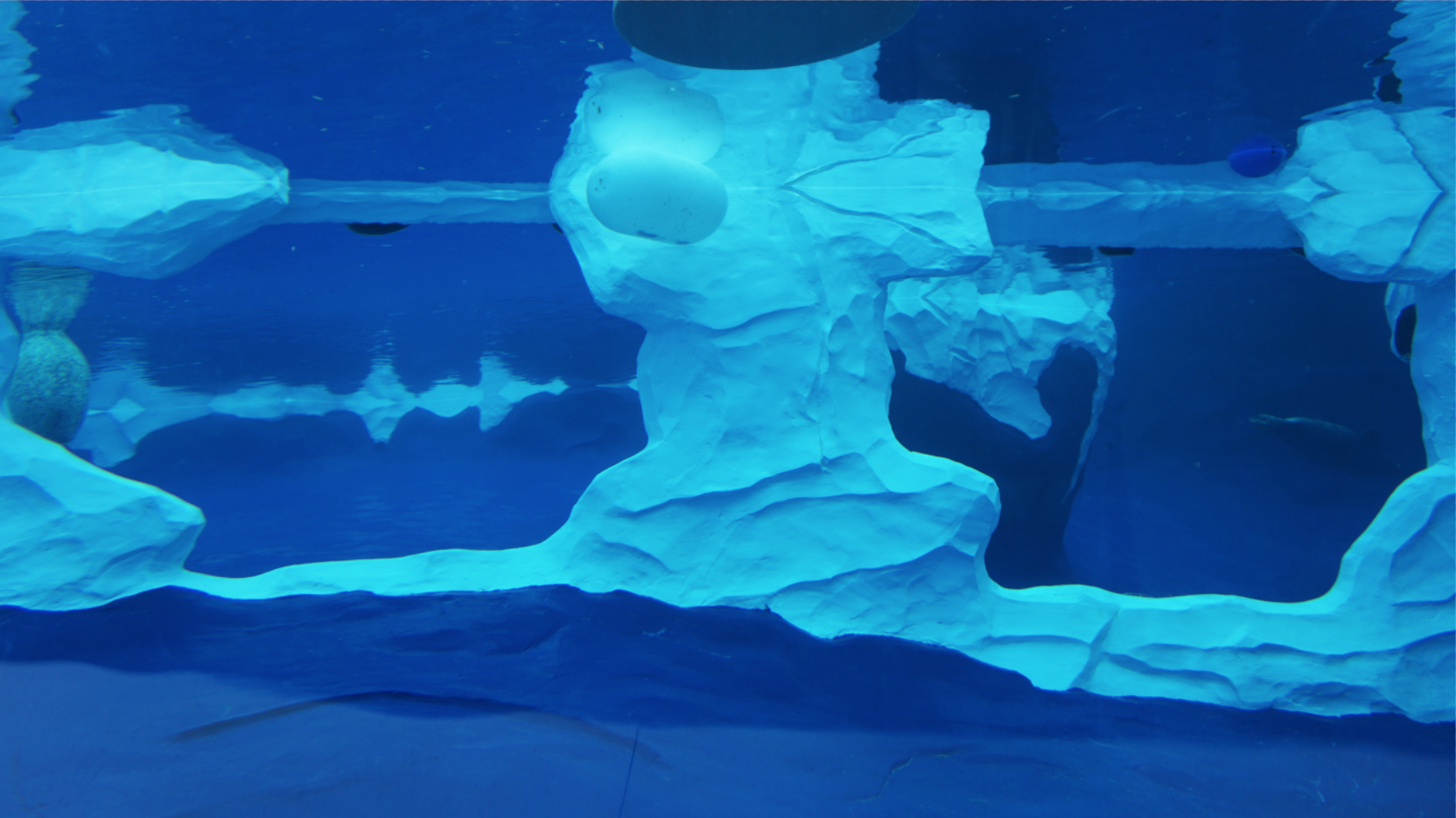 Jan. 2019 - The Arctic Ring of Life - Polar Bear + Seal Predator & Prey Setup