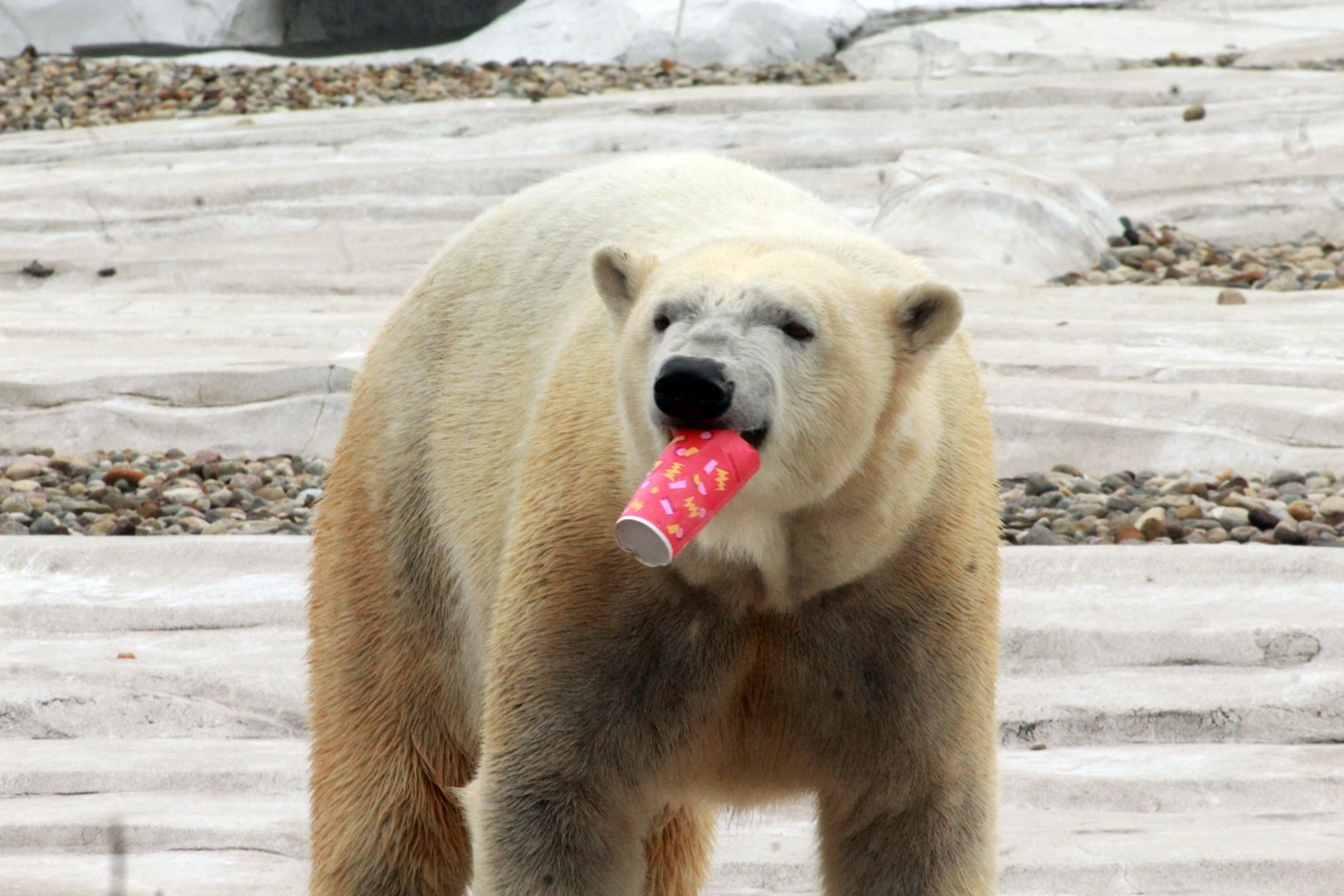 Jan. 2019 - The Arctic Ring of Life - Polar Bear