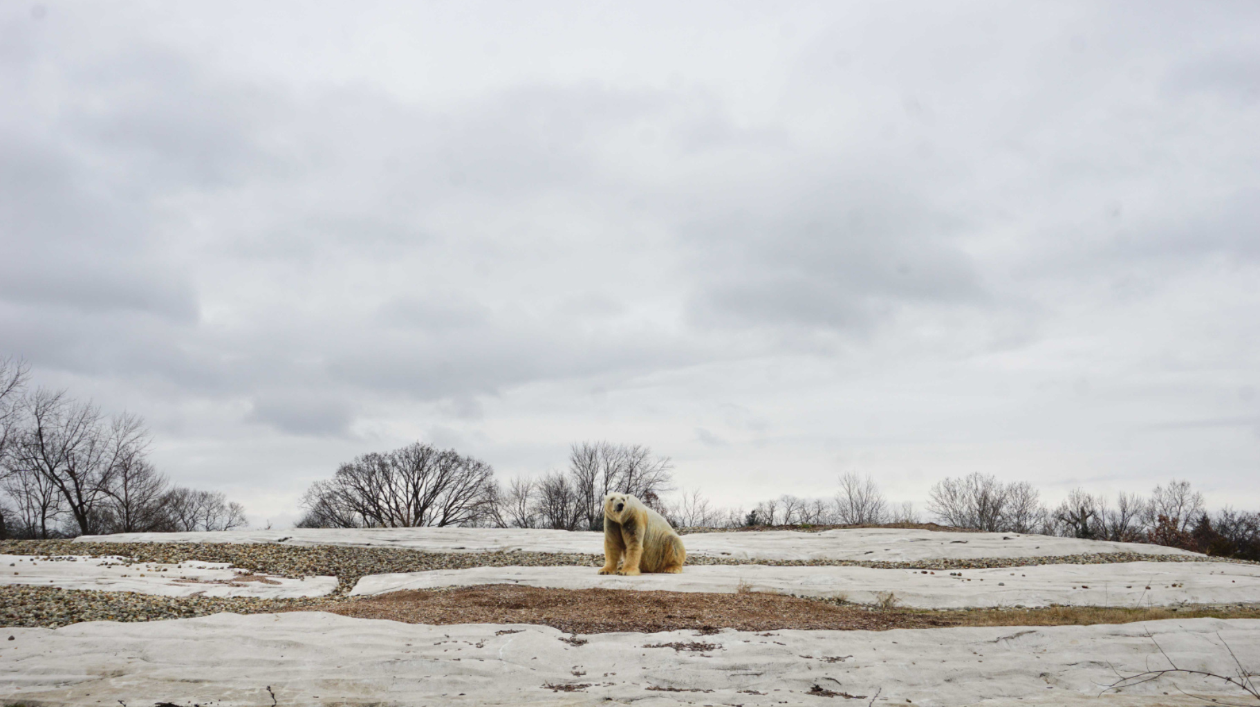 Jan. 2019 - The Arctic Ring of Life - Polar Bear