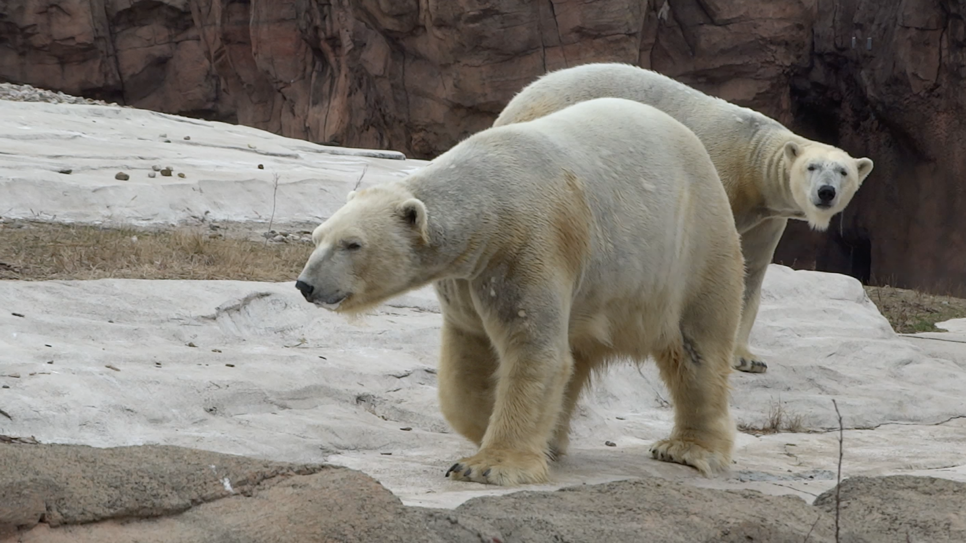 Jan. 2019 - The Arctic Ring of Life - Polar Bears