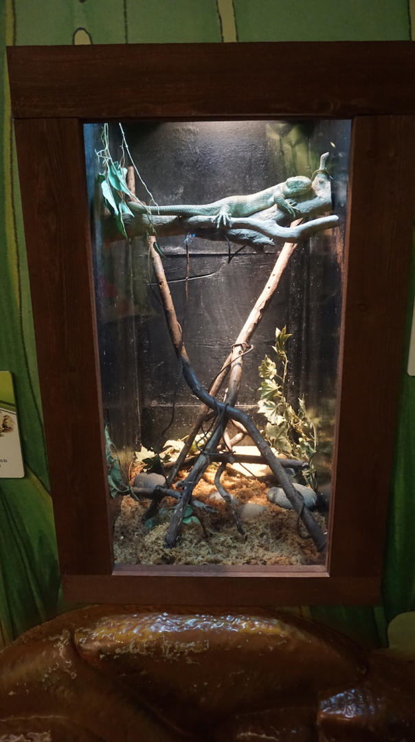 Jan. 2019 - The Frog Bog - Solomon's Island Skink + Solomon's Island Frog Exhibit