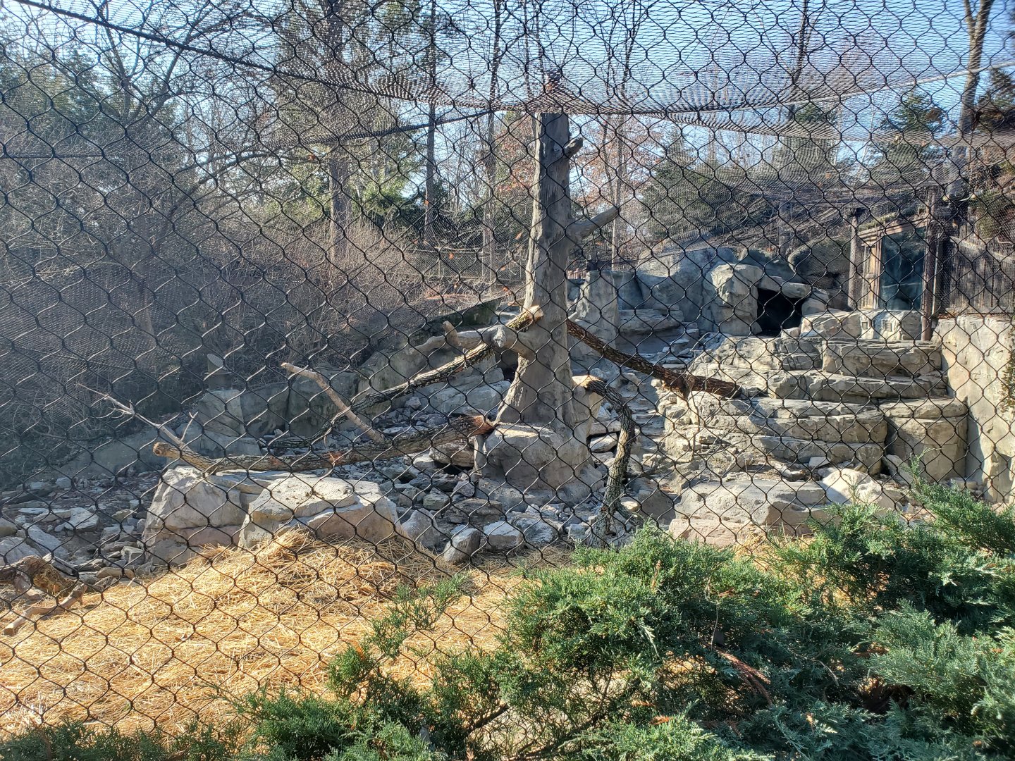 Jan. 2020 - Cat Canyon - Added Mock Tree, Stream, & Rocks (Snow Leopard Exhibit)