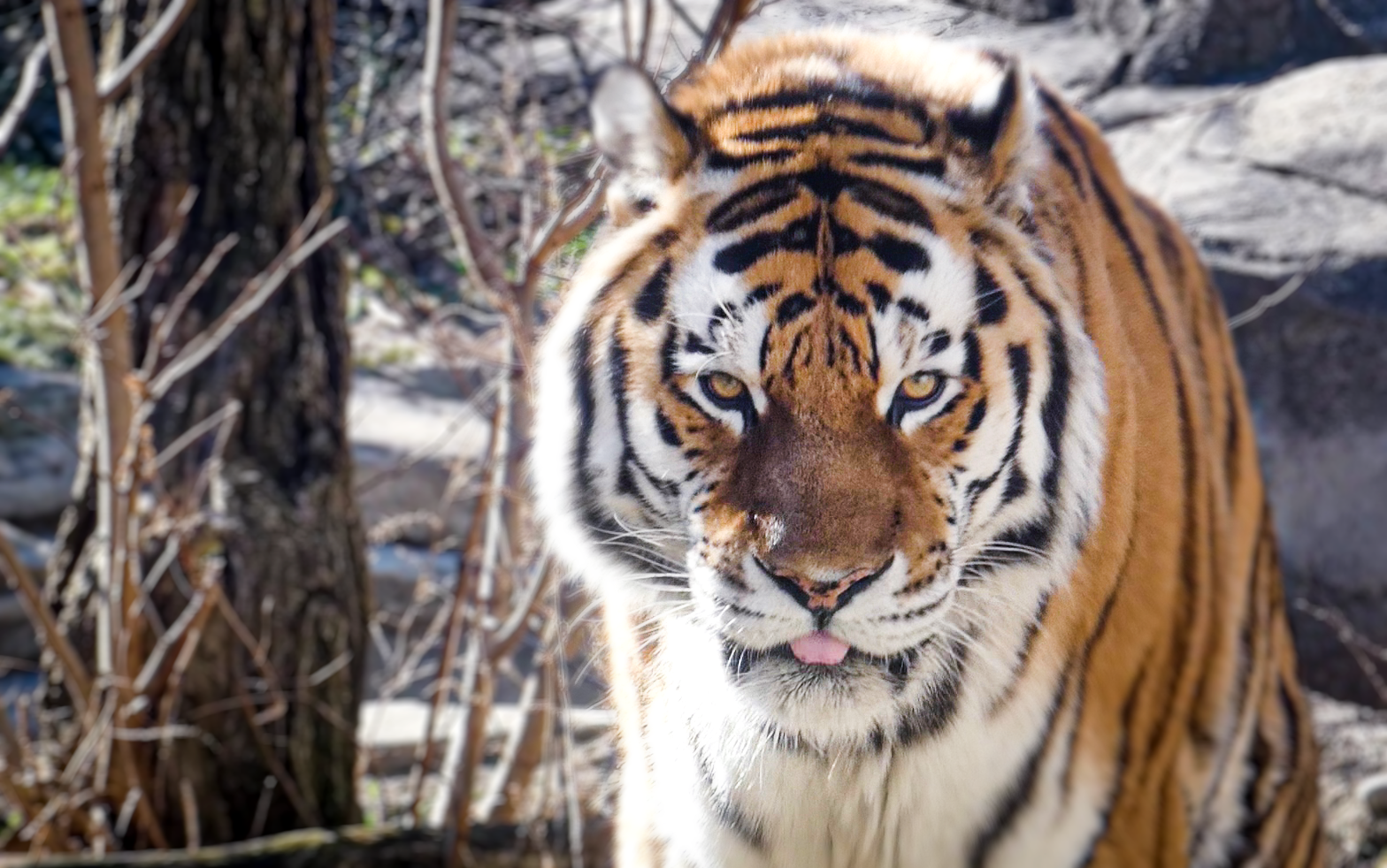 Jan. 2021 - Asia Quest - Amur Tiger