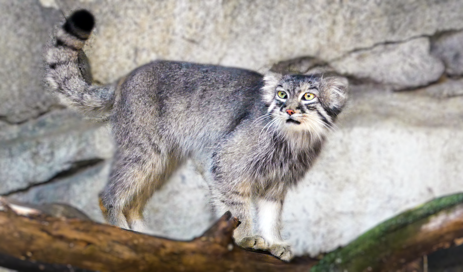 Jan. 2021 - Asia Quest - Pallas' Cat