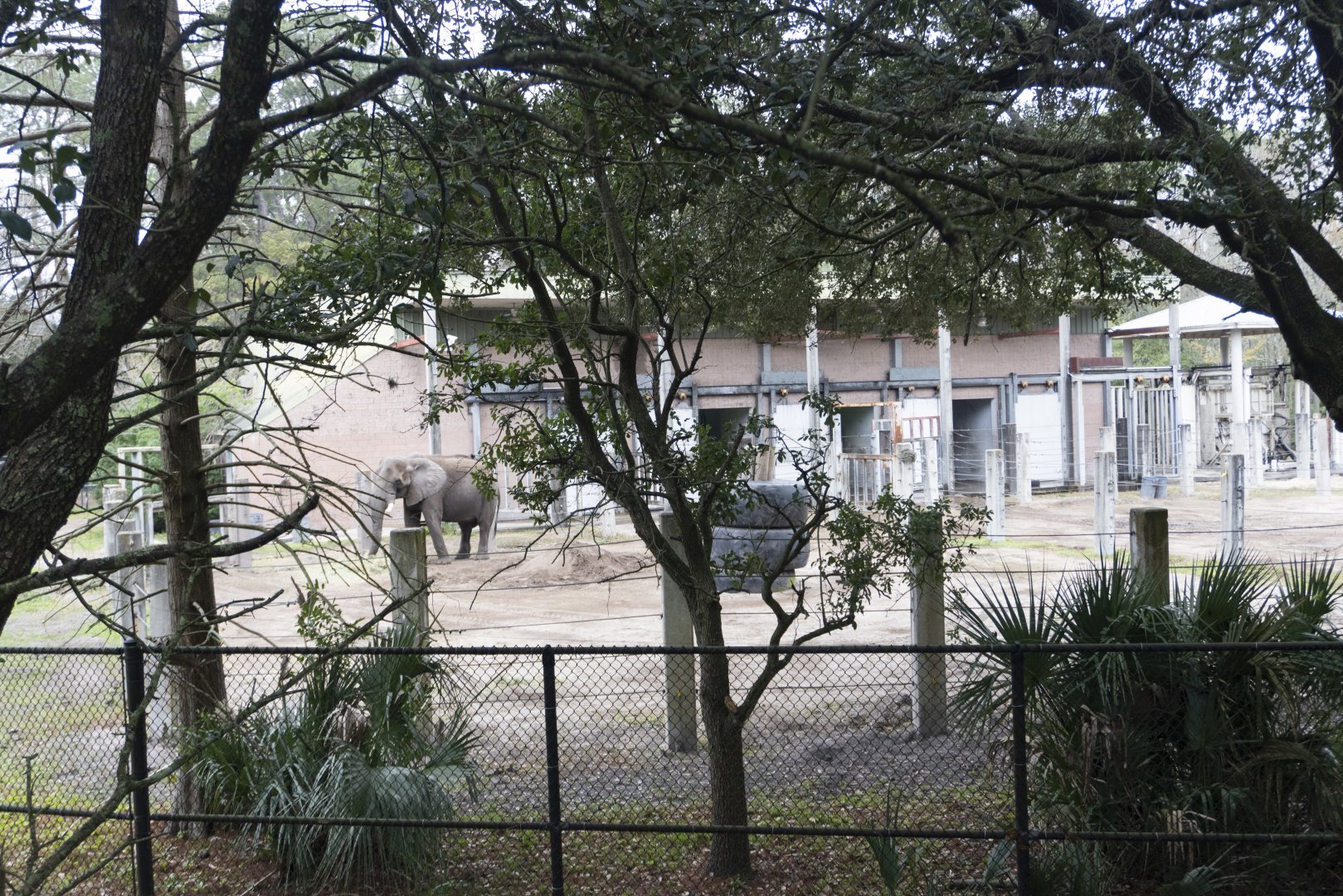 Jan. 2022 - Africa Loop - African Elephant Bull Exhibit
