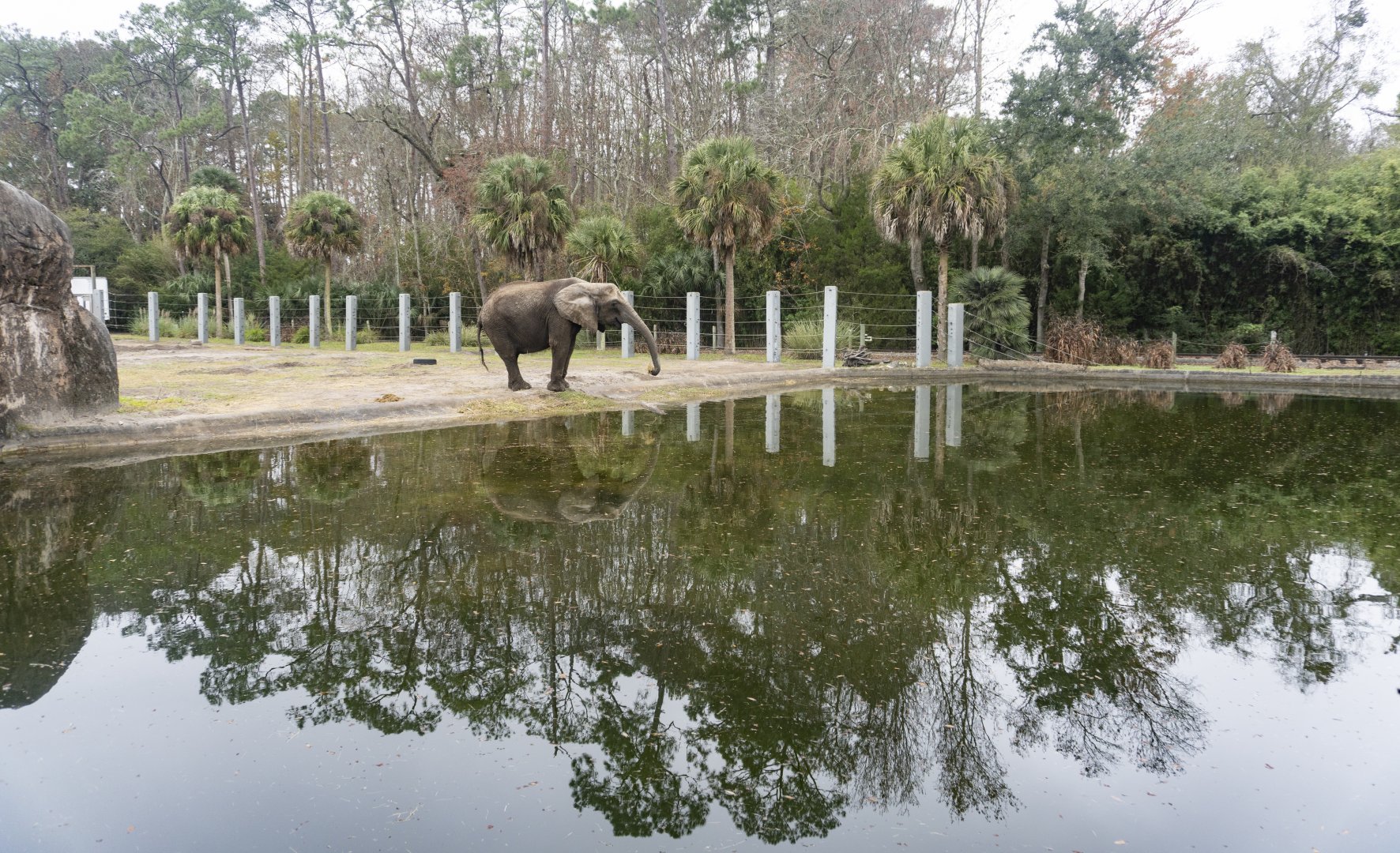 Jan. 2022 - Africa Loop - African Elephant Exhibit - 275,000 Gallon Pool