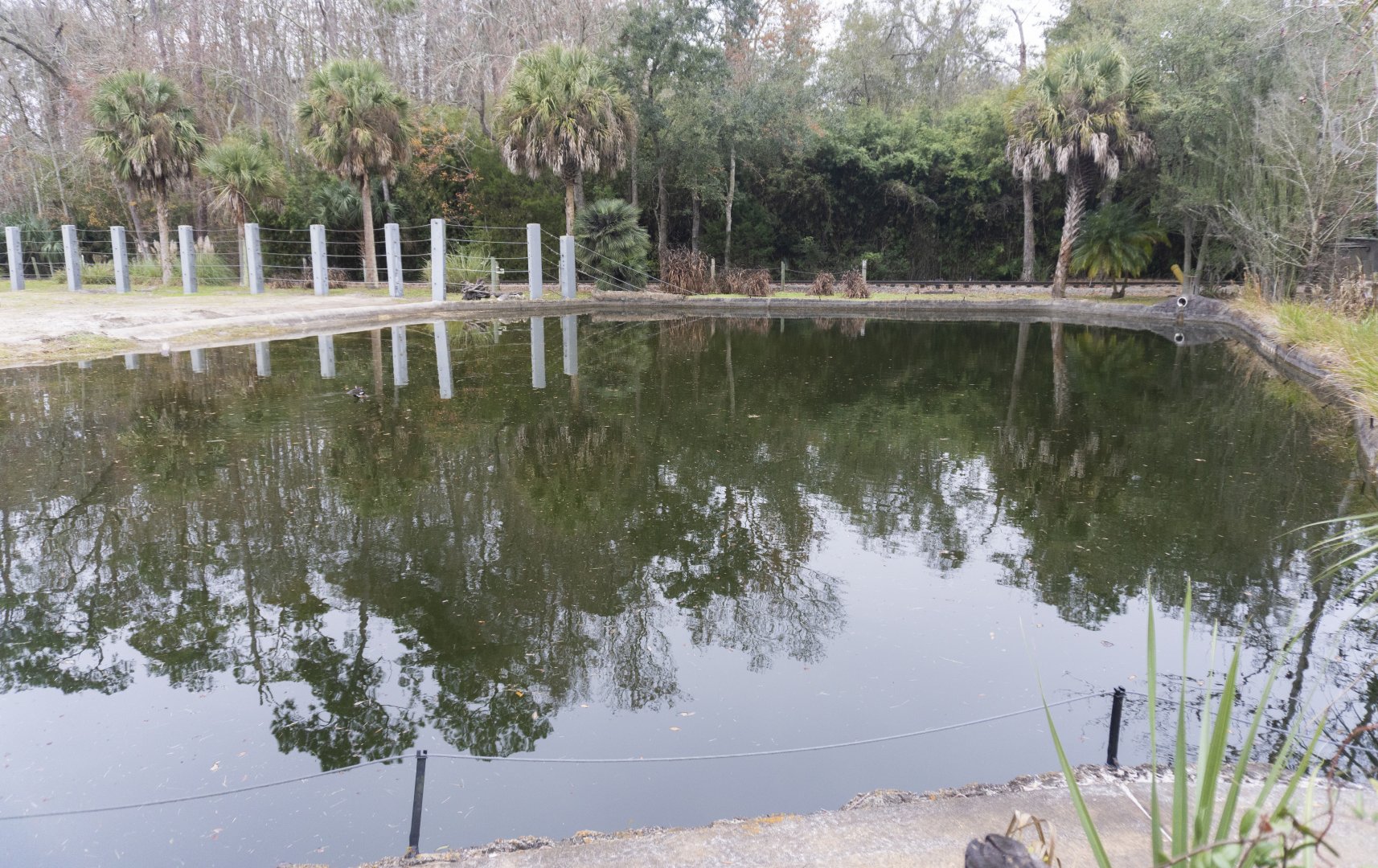 Jan. 2022 - Africa Loop - African Elephant Exhibit - 275,000 Gallon Pool