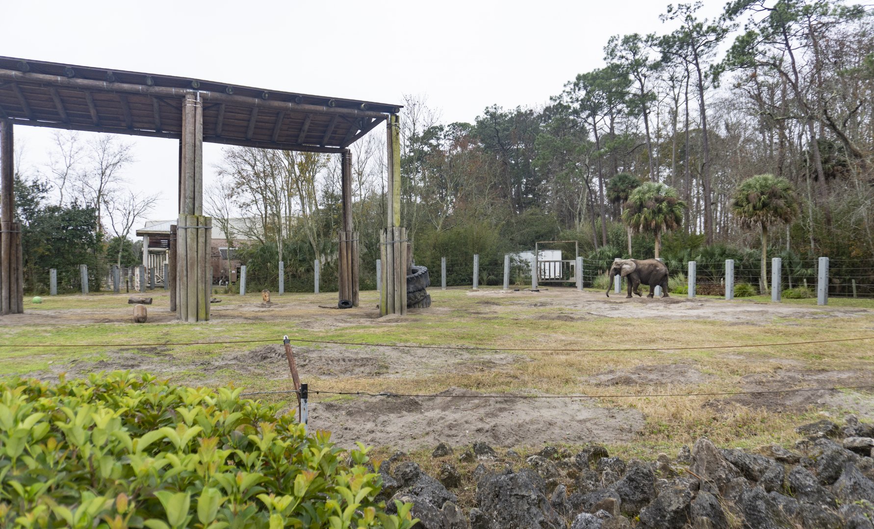 Jan. 2022 - Africa Loop - African Elephant Exhibit - Main Yard