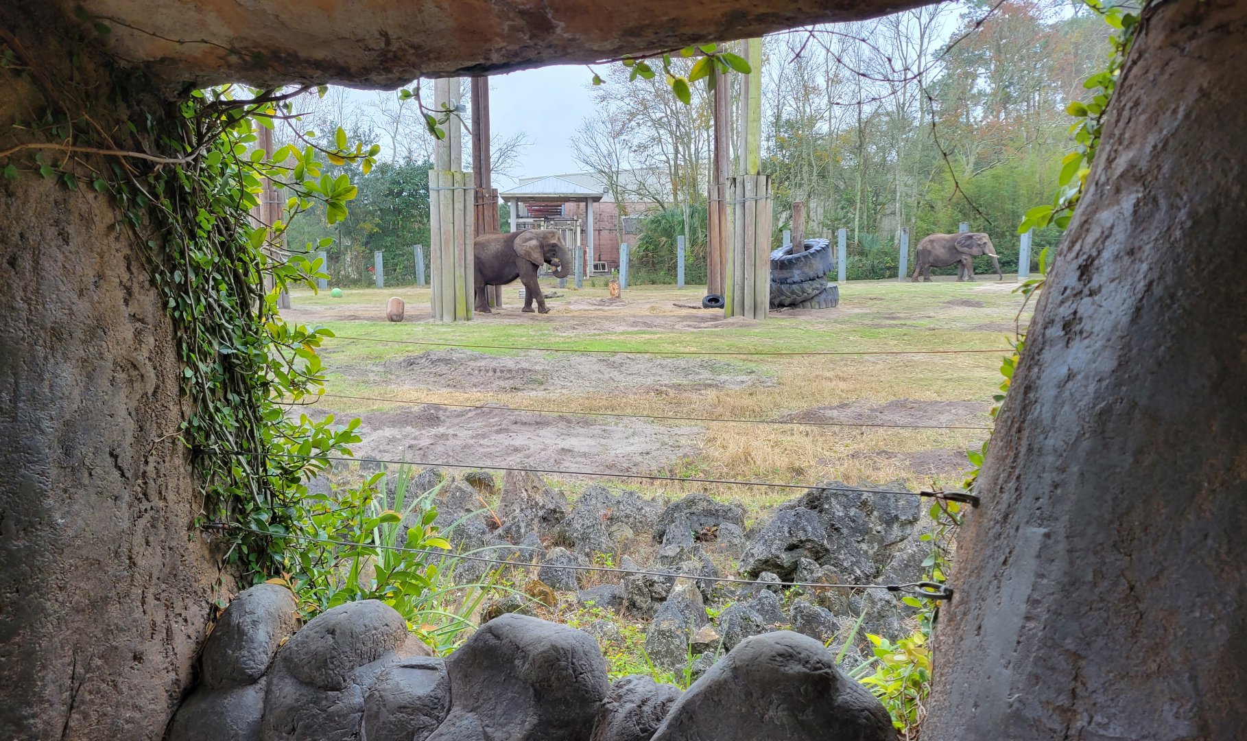 Jan. 2022 - Africa Loop - African Elephant Exhibit - Main Yard