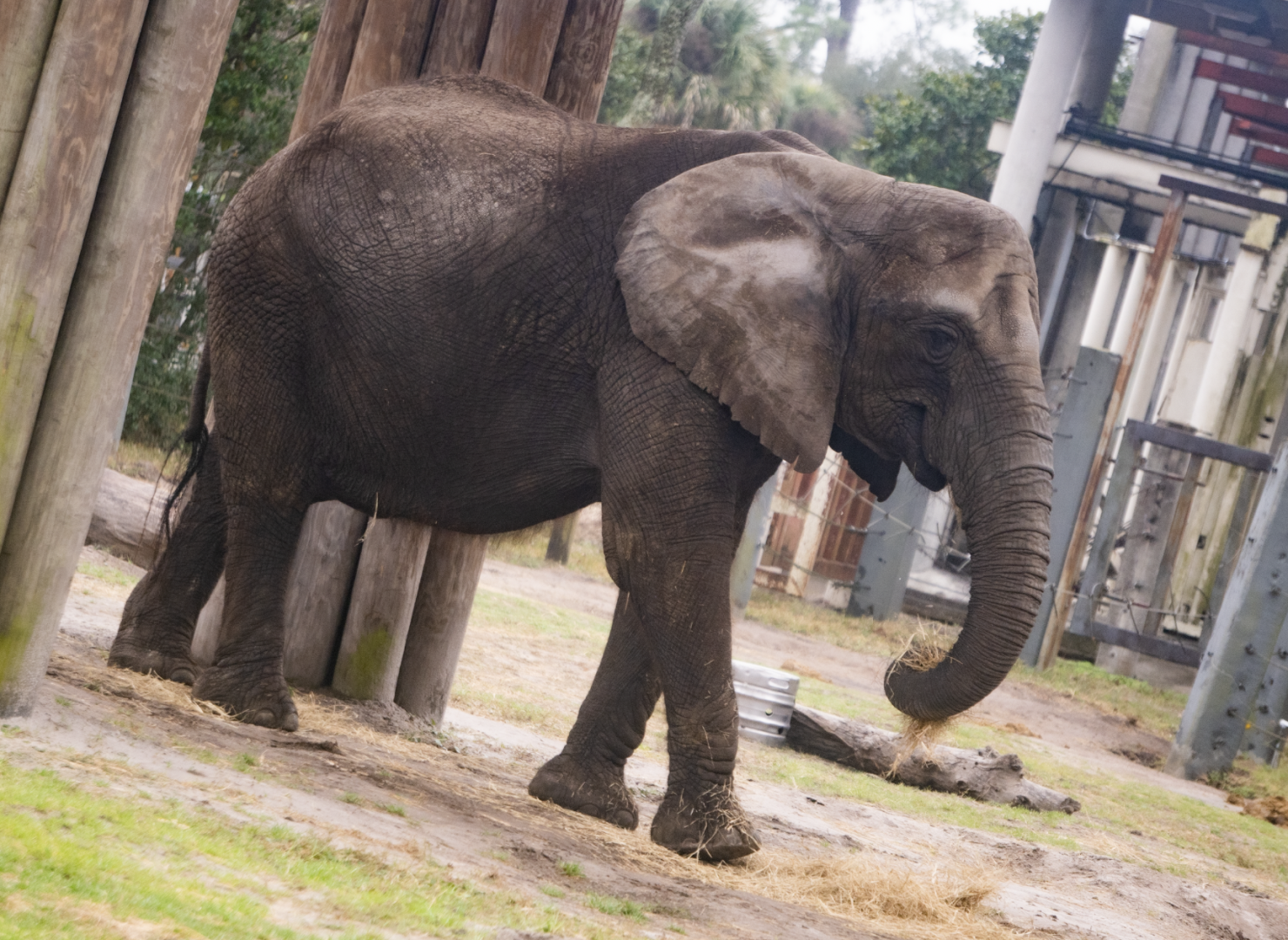 Jan. 2022 - Africa Loop - African Elephant - Sheena