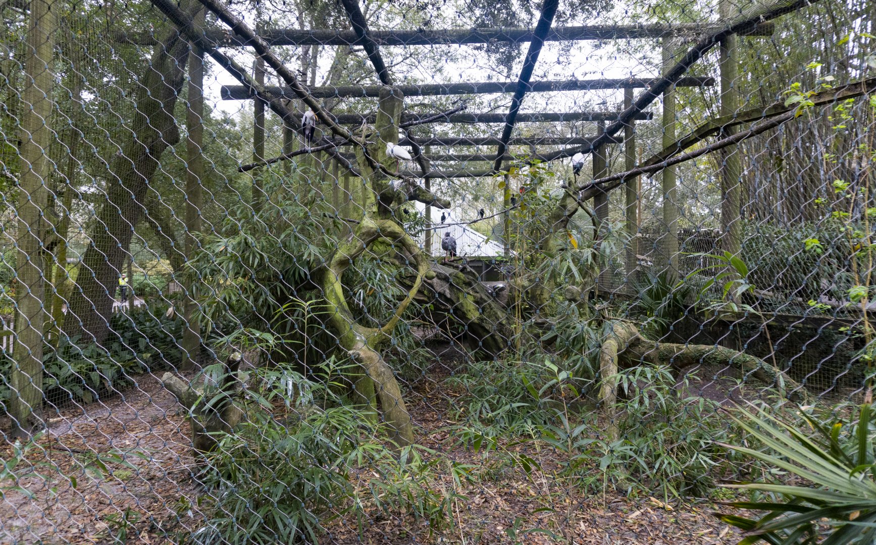 Jan. 2022 - Africa Loop - Four Species Aviary (Former Leopard)