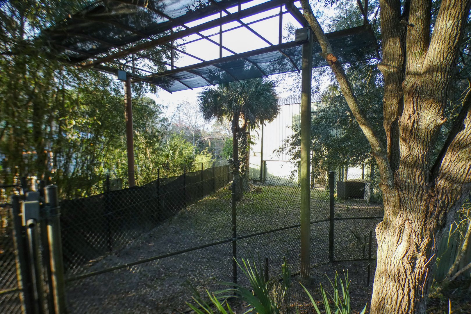 Jan. 2022 - Africa Loop - Giraffe Overlook - Klipspringer Exhibit (unsigned)