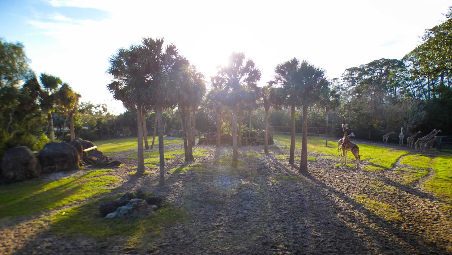 Jan. 2022 - Africa Loop - Giraffe Overlook