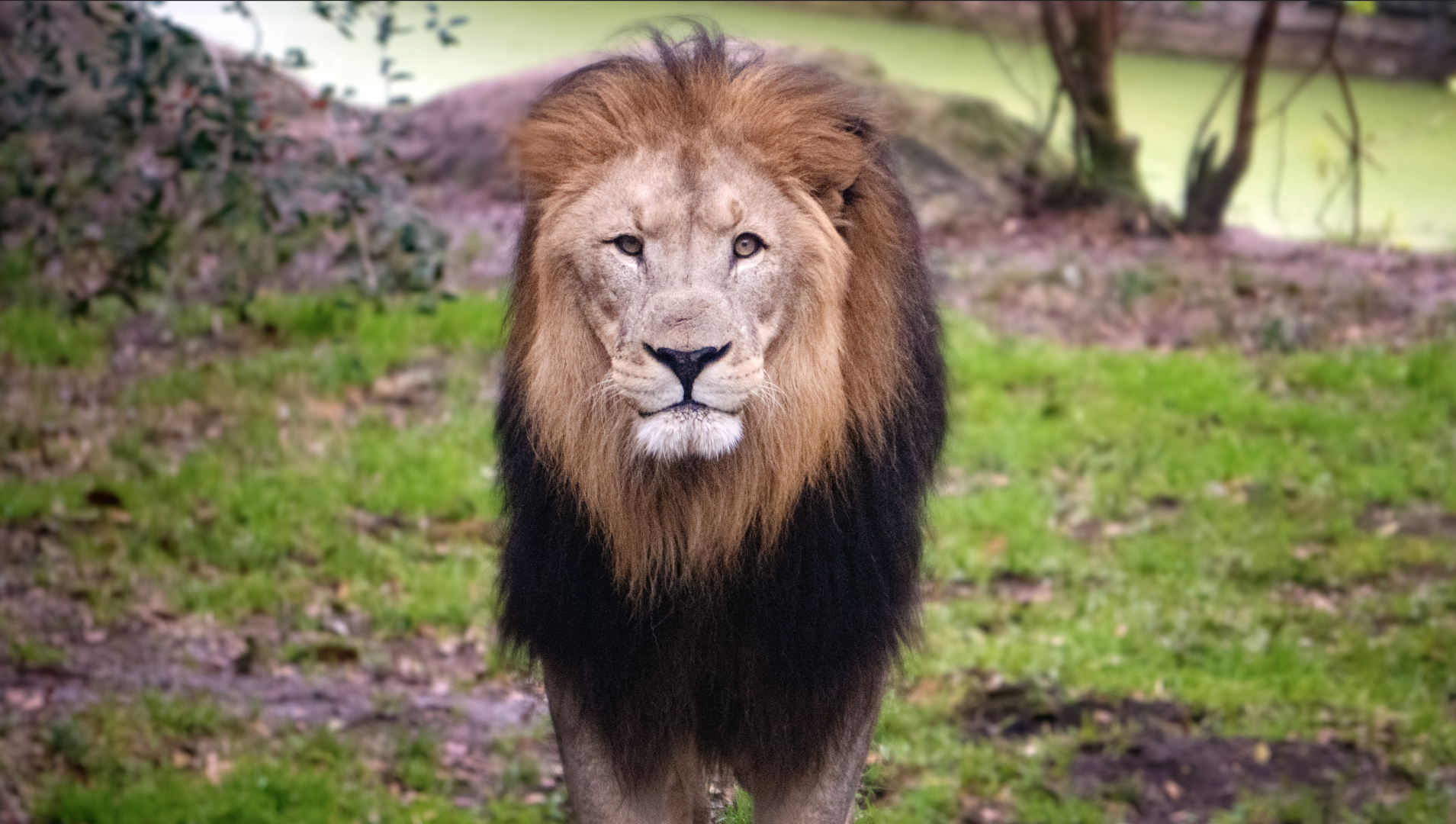 Jan. 2022 - Africa Loop - Lion (Catali)