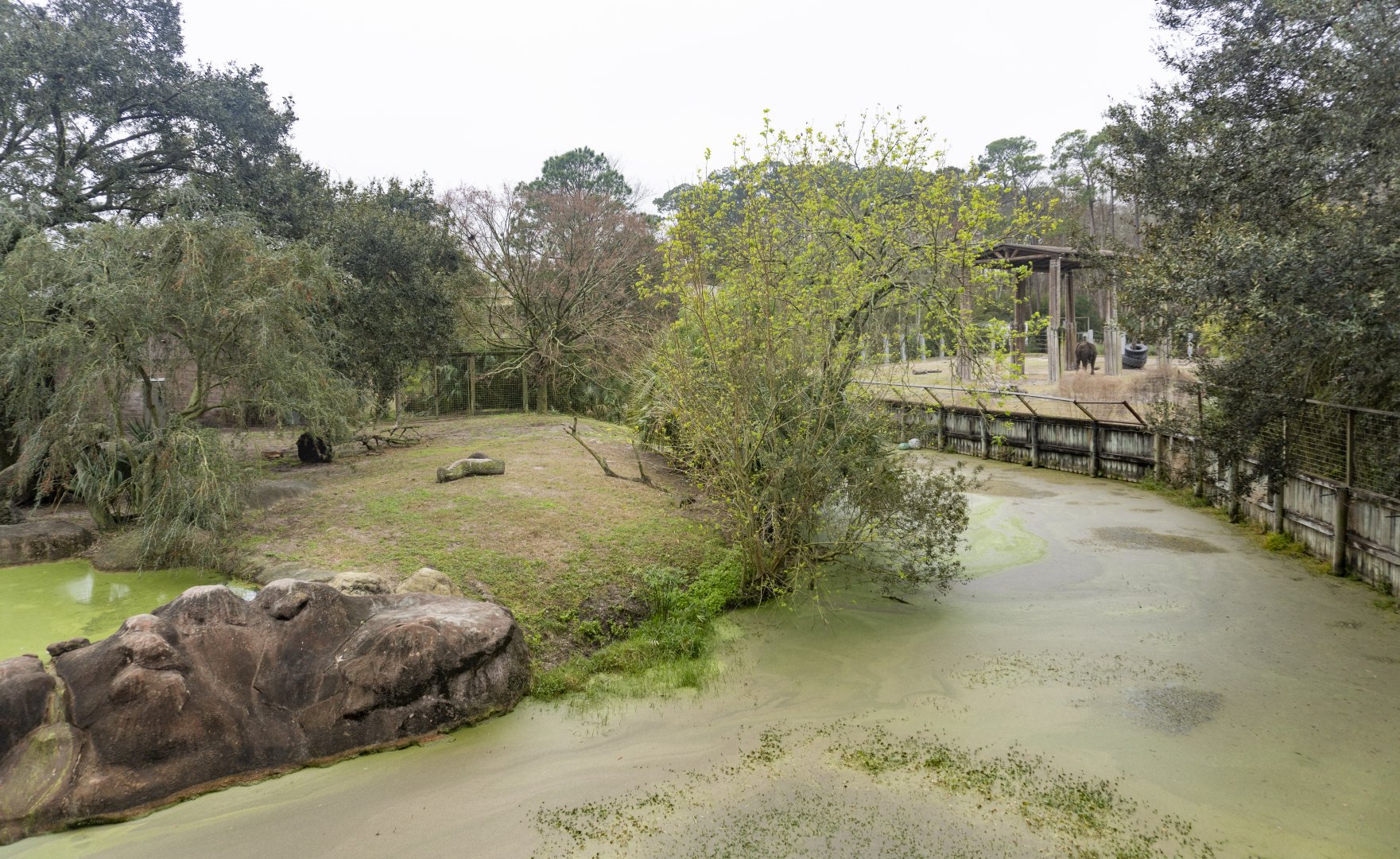 Jan. 2022 - Africa Loop - Lion + Elephant Exhibits